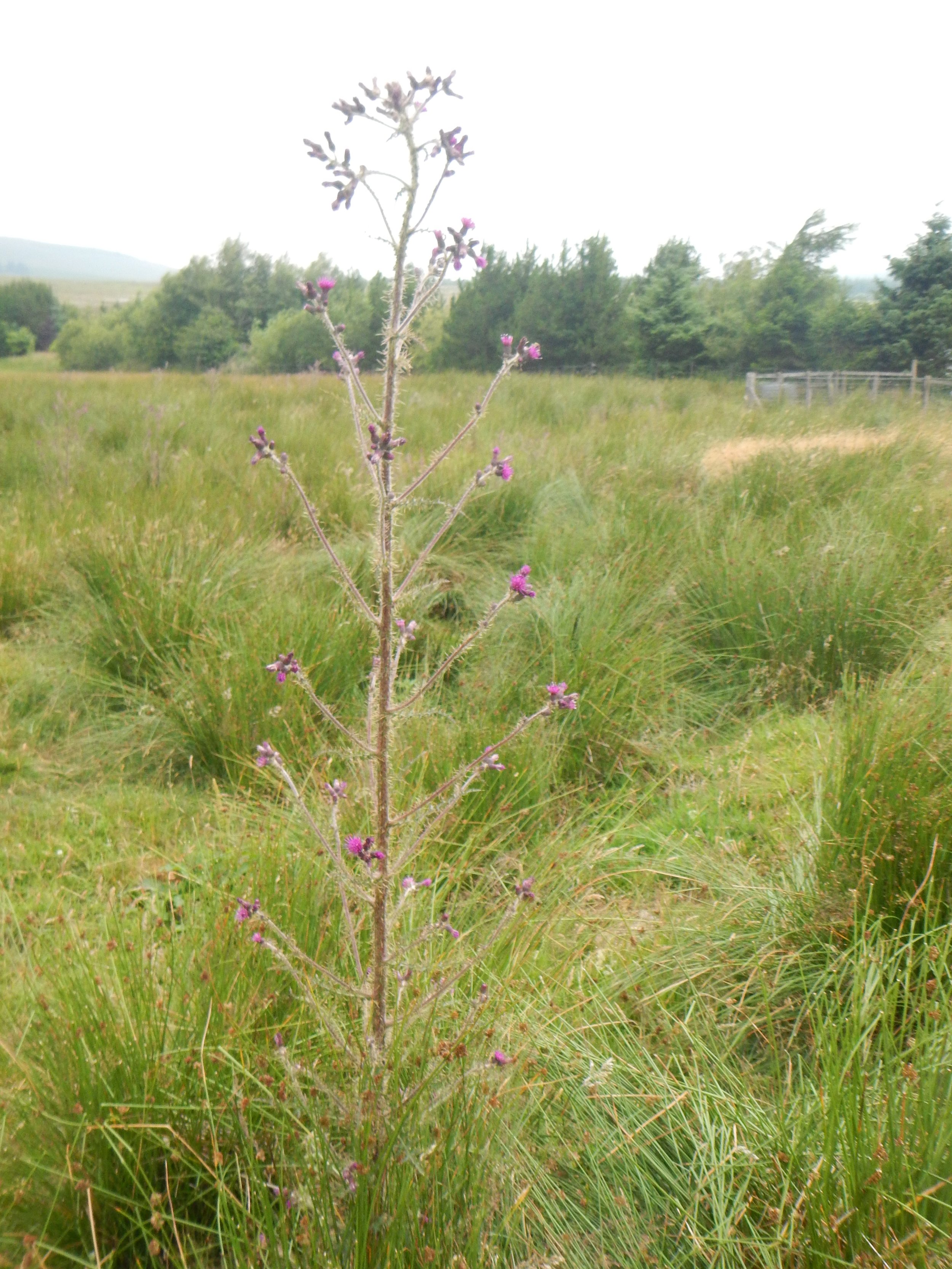 Cirsium palustre NS9335 15Jul2018 PW