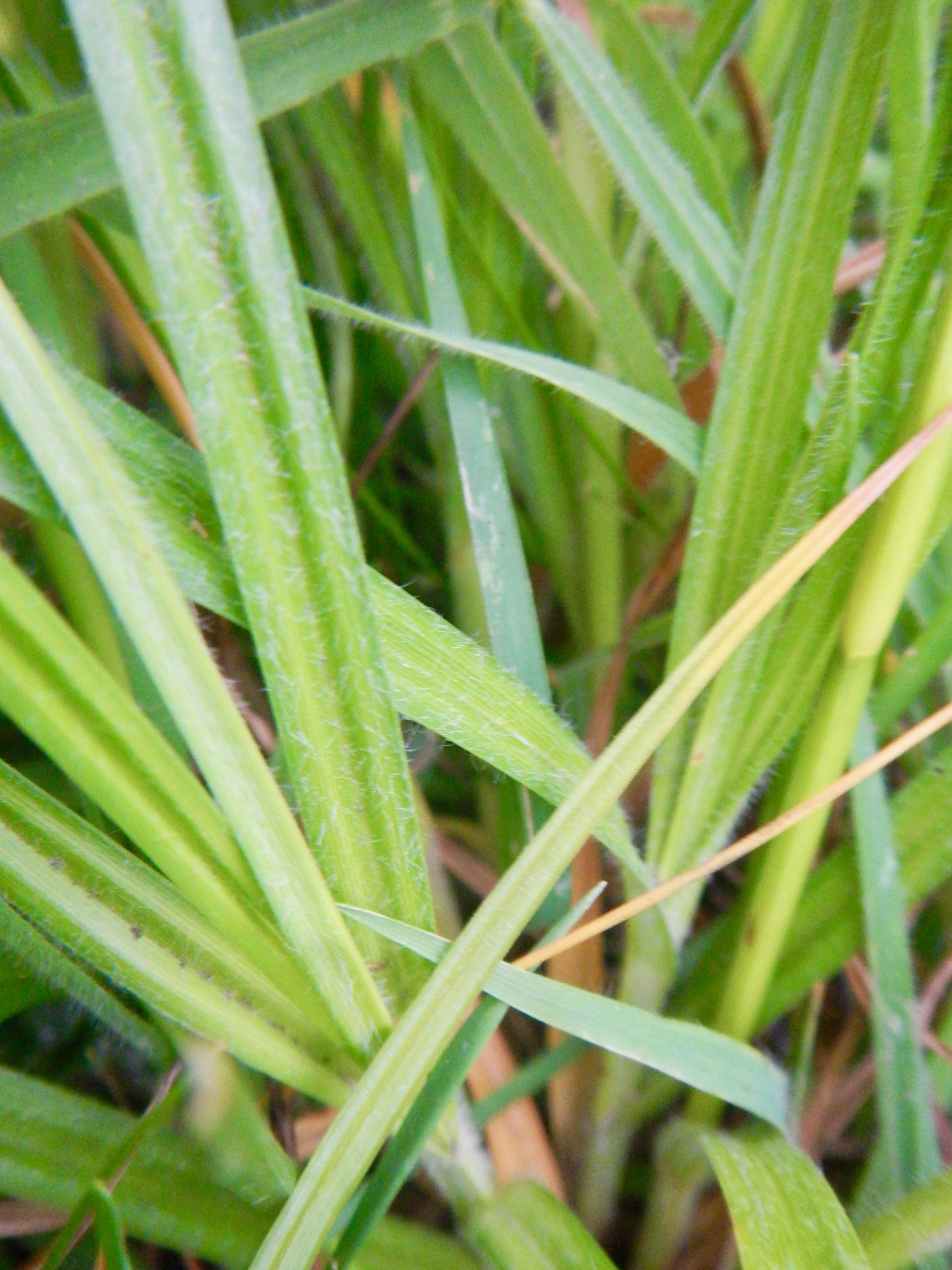 Carex hirta NS5463 12July2018 PW