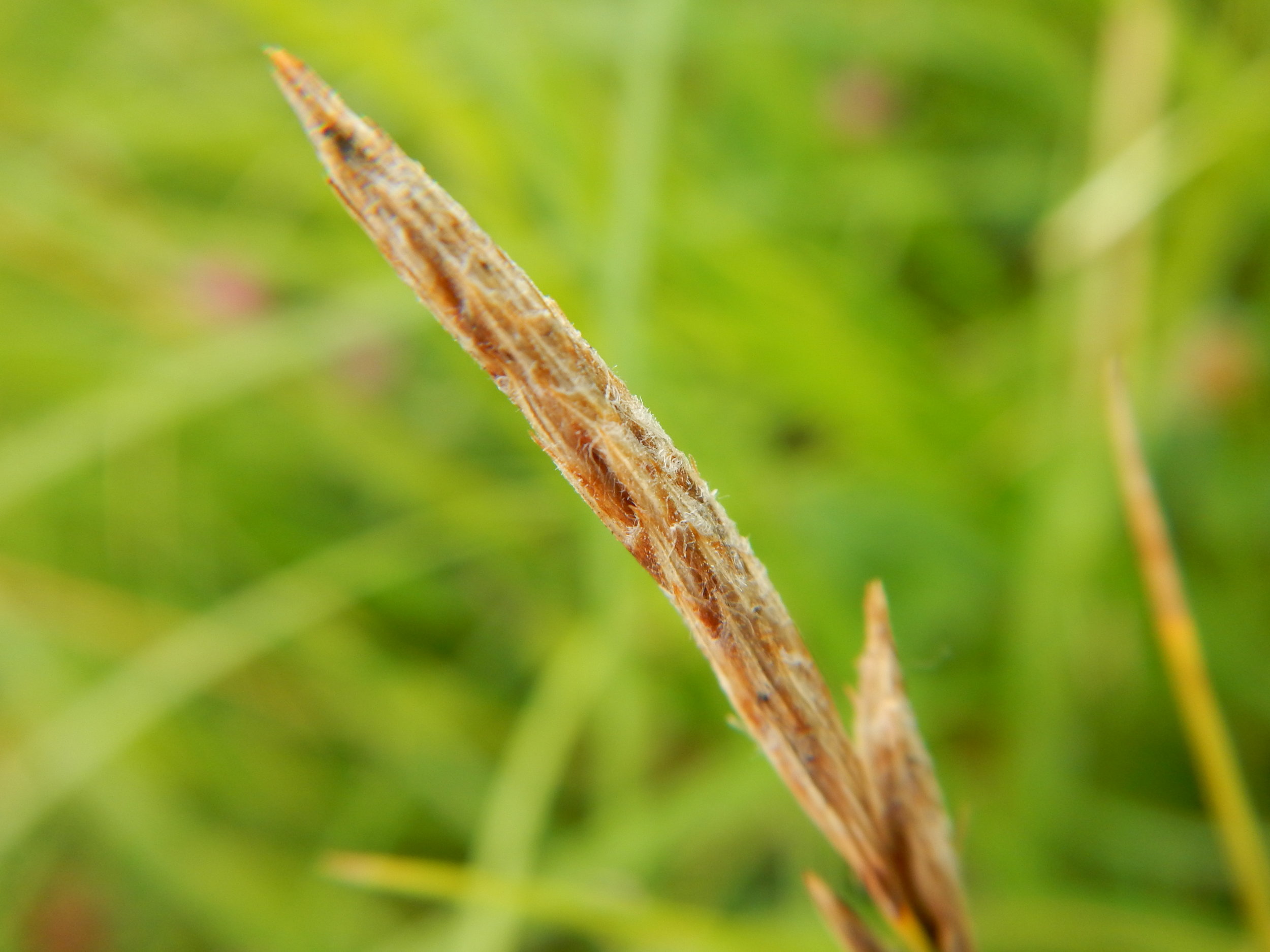 Male flower. Carex hirta NS5857 20July2018 PW