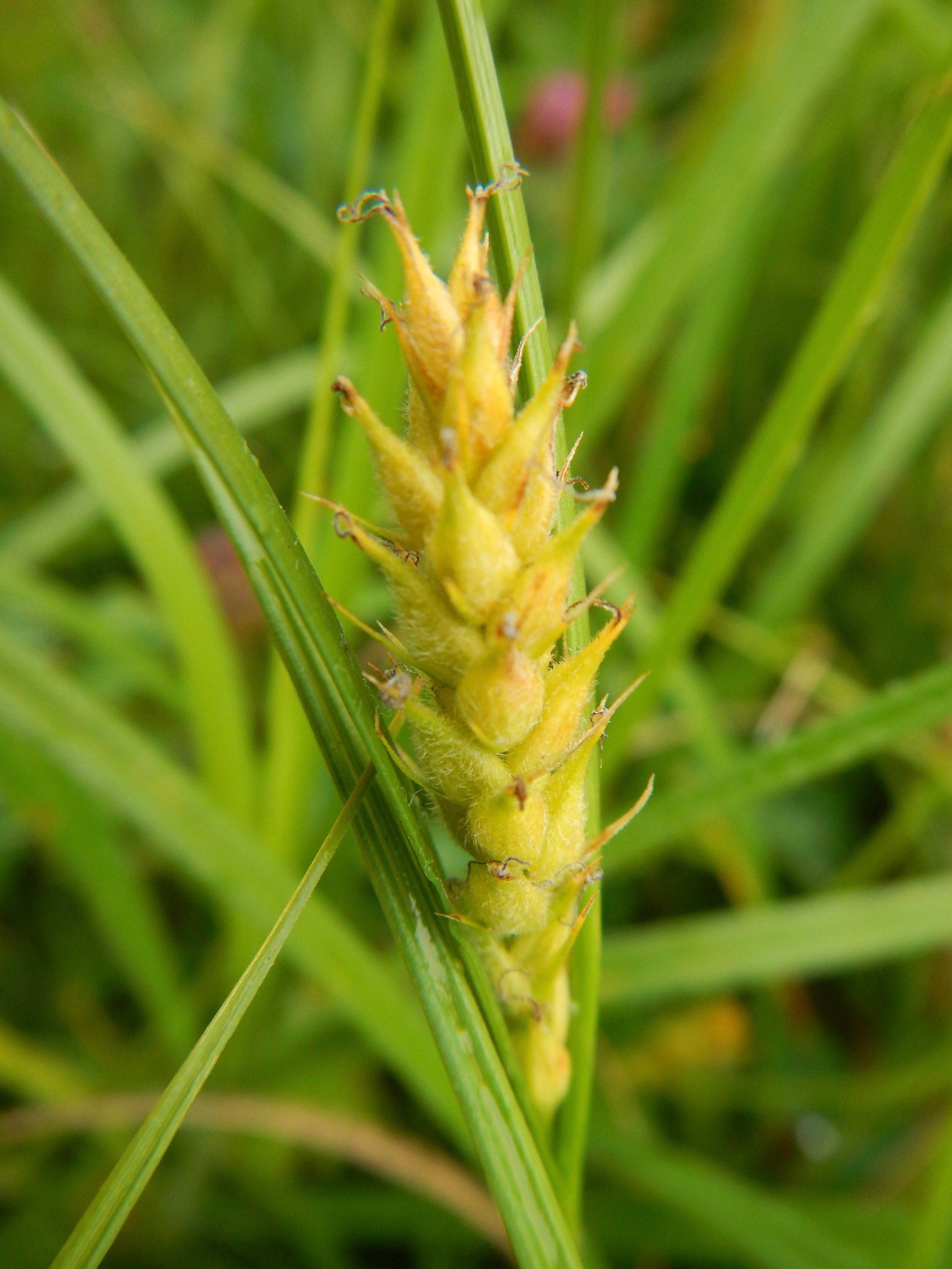 Carex hirta NS5857 20July2018 PW