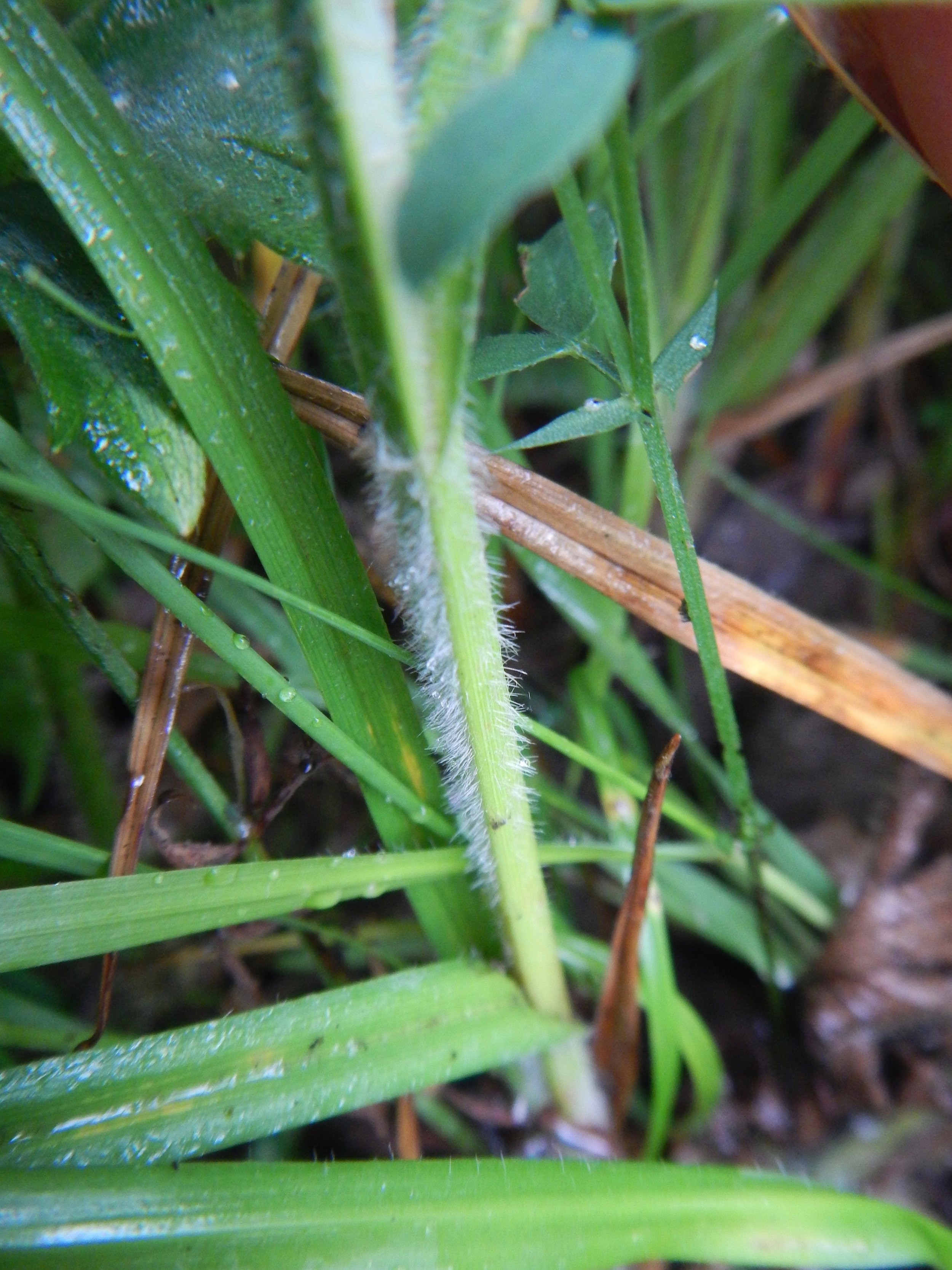 Carex hirta NS5857 20July2018 PW