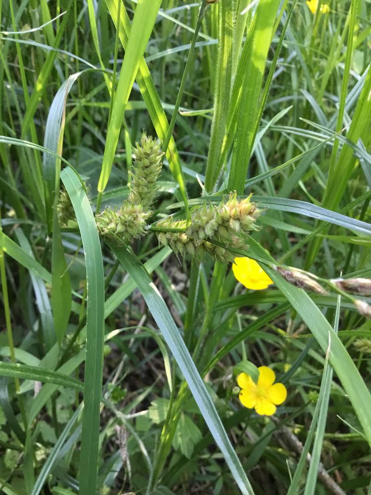 Carex hirta NS6667 May2018 FM