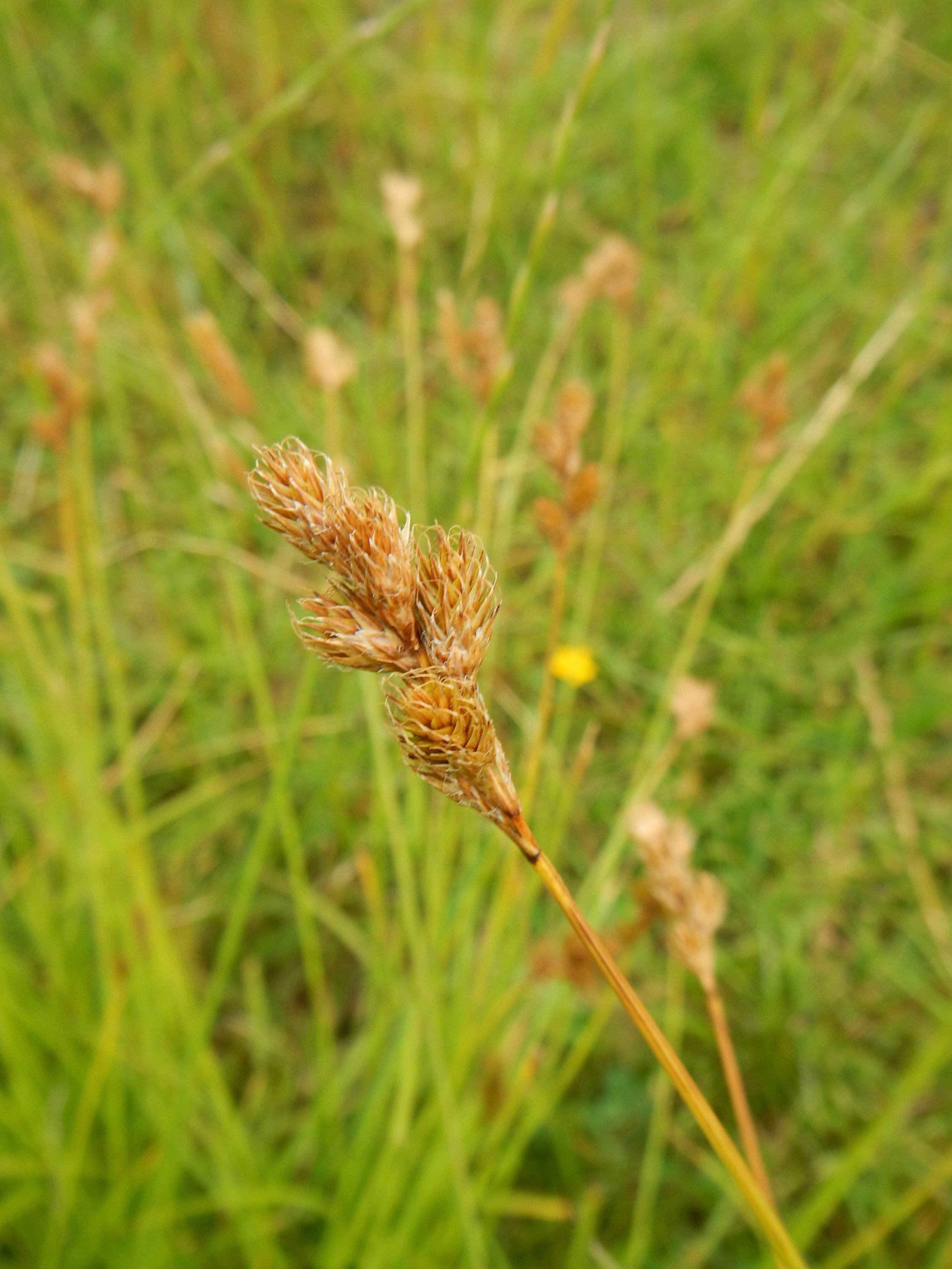Carex leporina NS9335 15Jul2018 PW