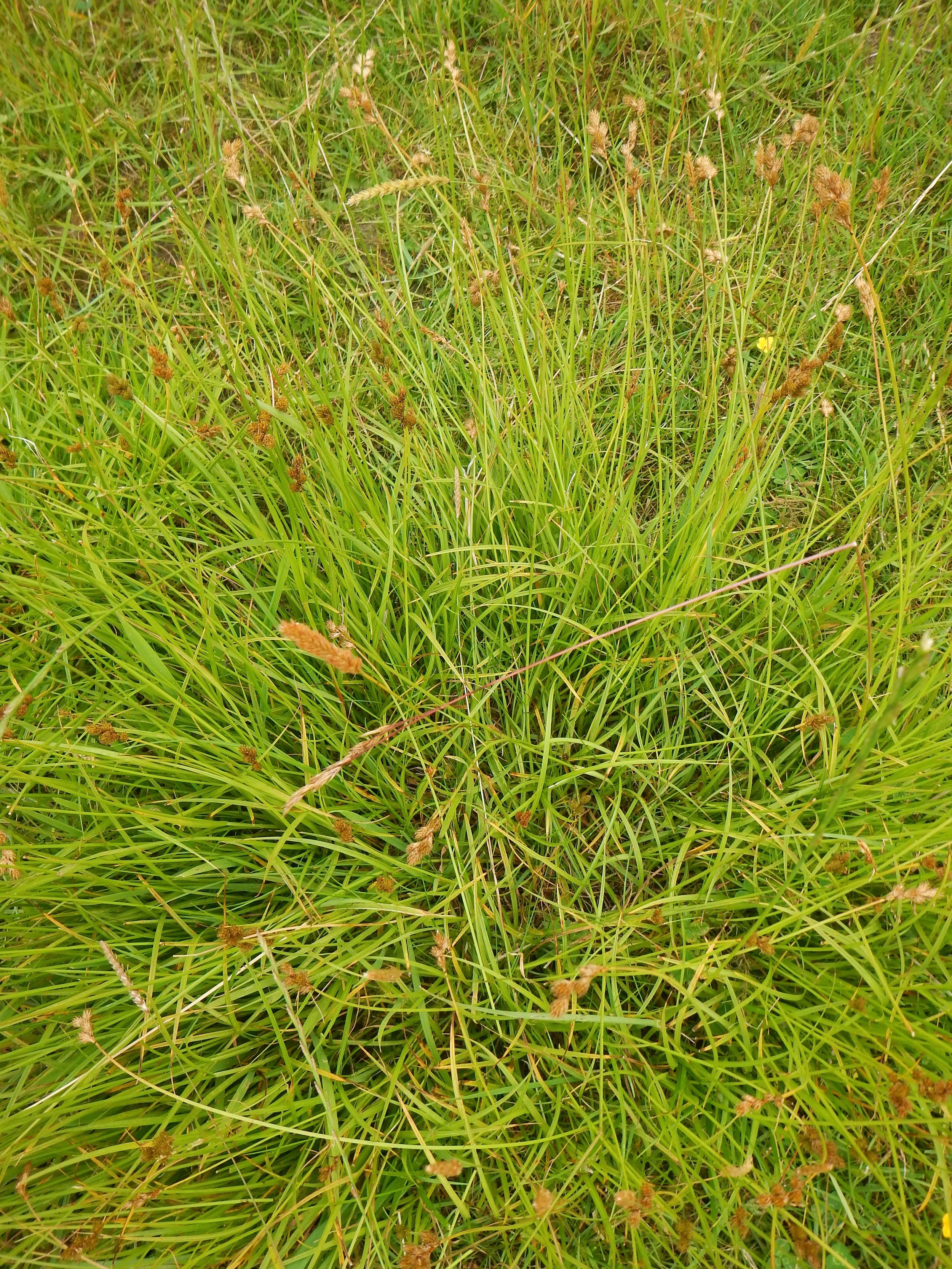 Carex leporina NS9335 15Jul2018 PW