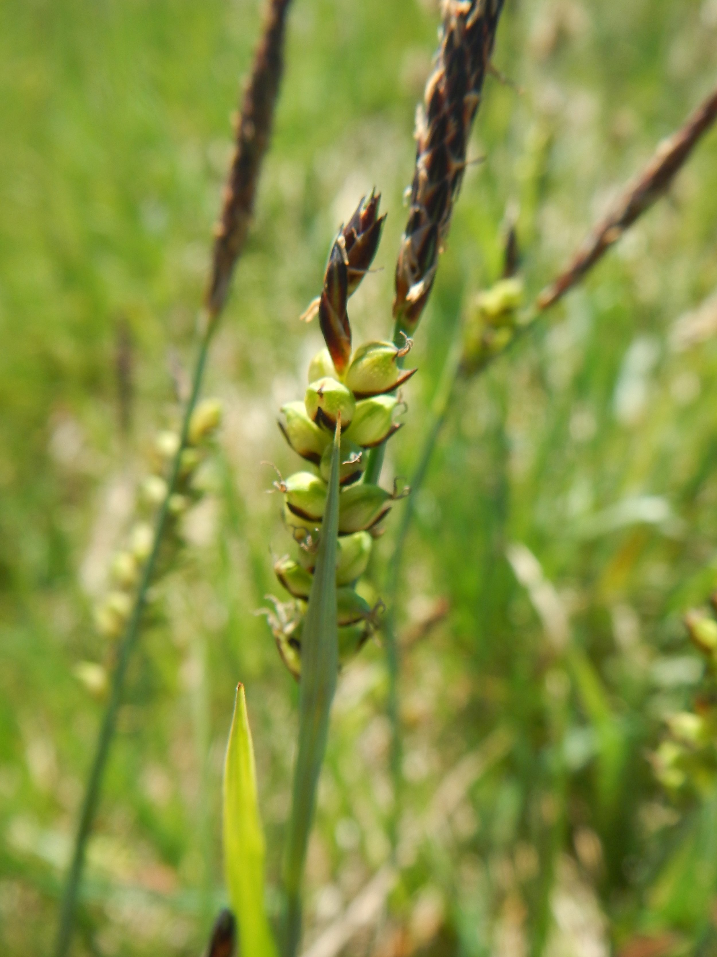 The notable feature of this sedge is the pale and large utricle - “Pregnant Panicea”. Carex panicea NS8761 6June2018 PW