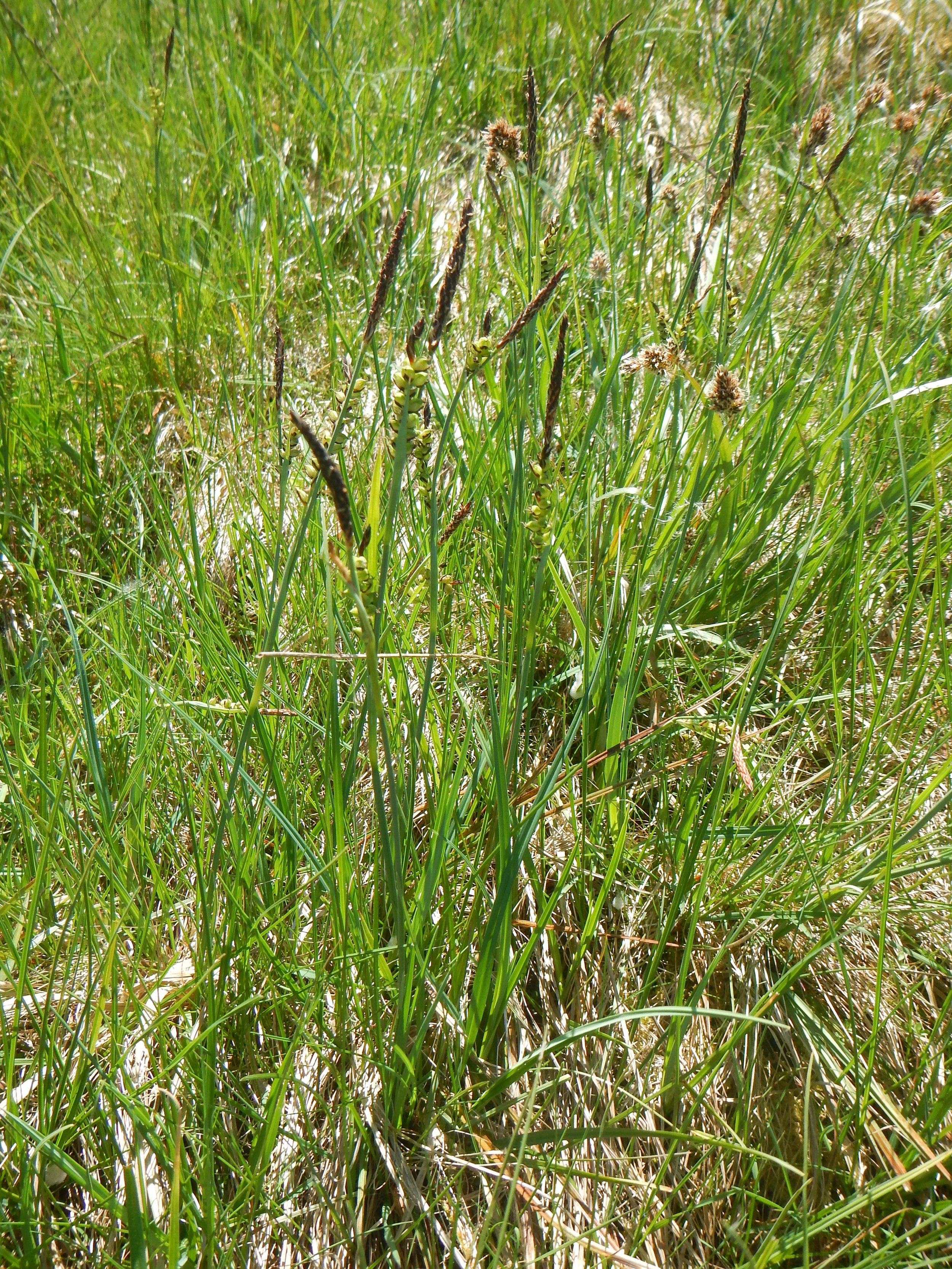 Carex panicea NS8761 6June2018 PW