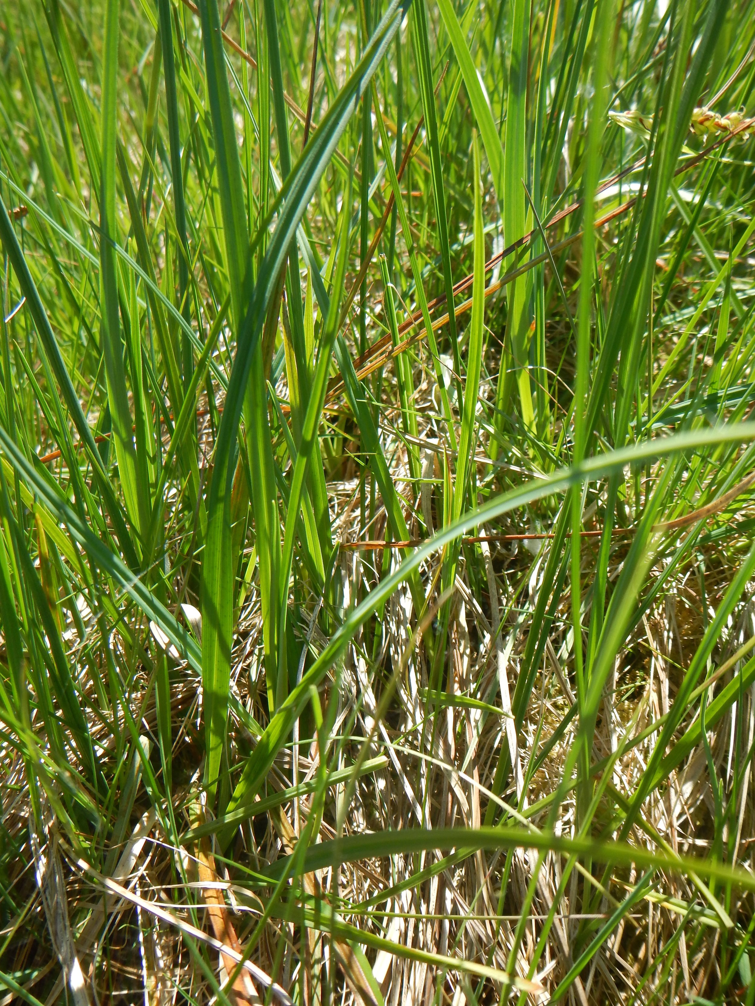 Carex panicea NS8761 6June2018 PW