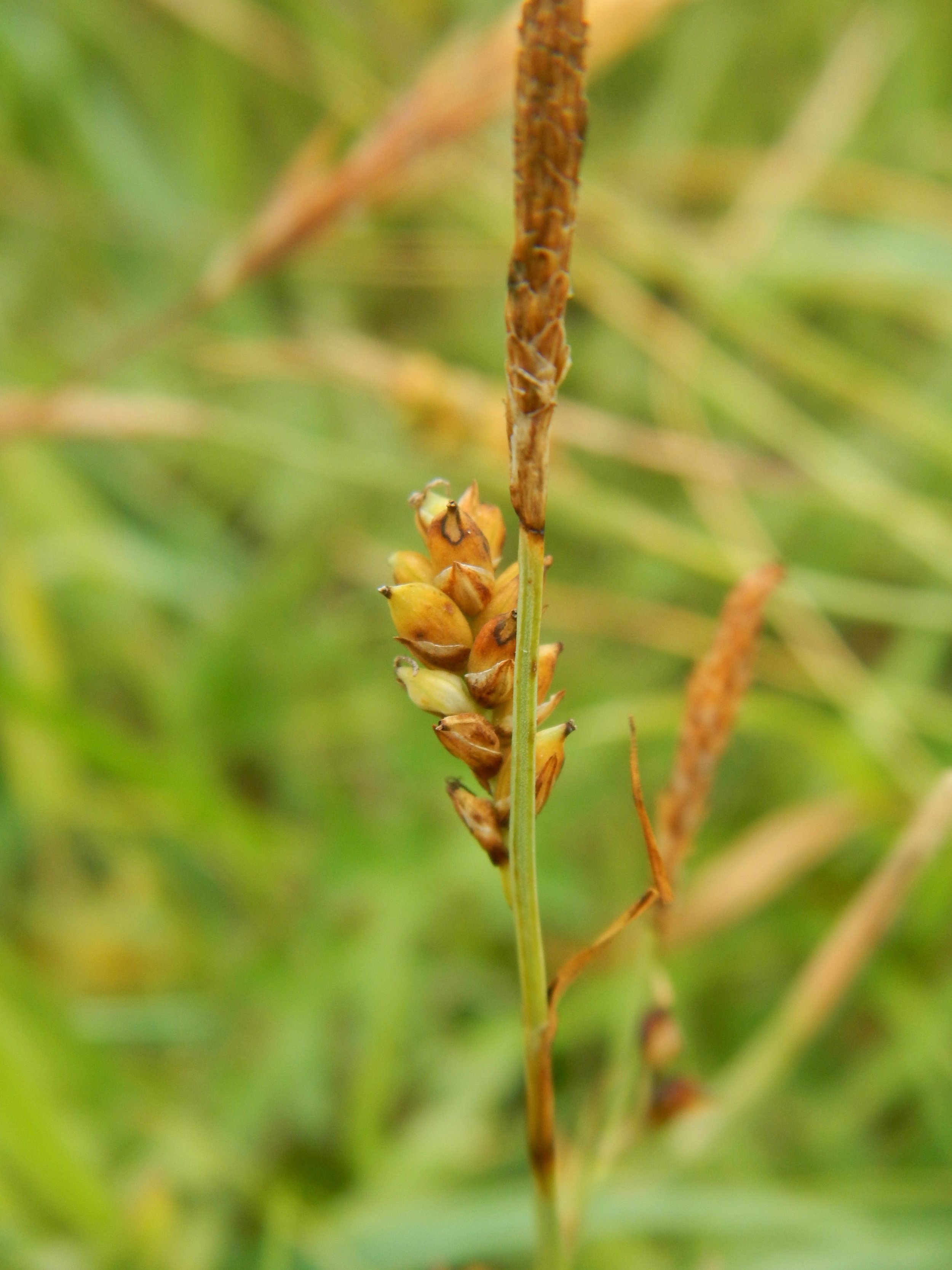 Carex panicea NS9335 21July2018 PW