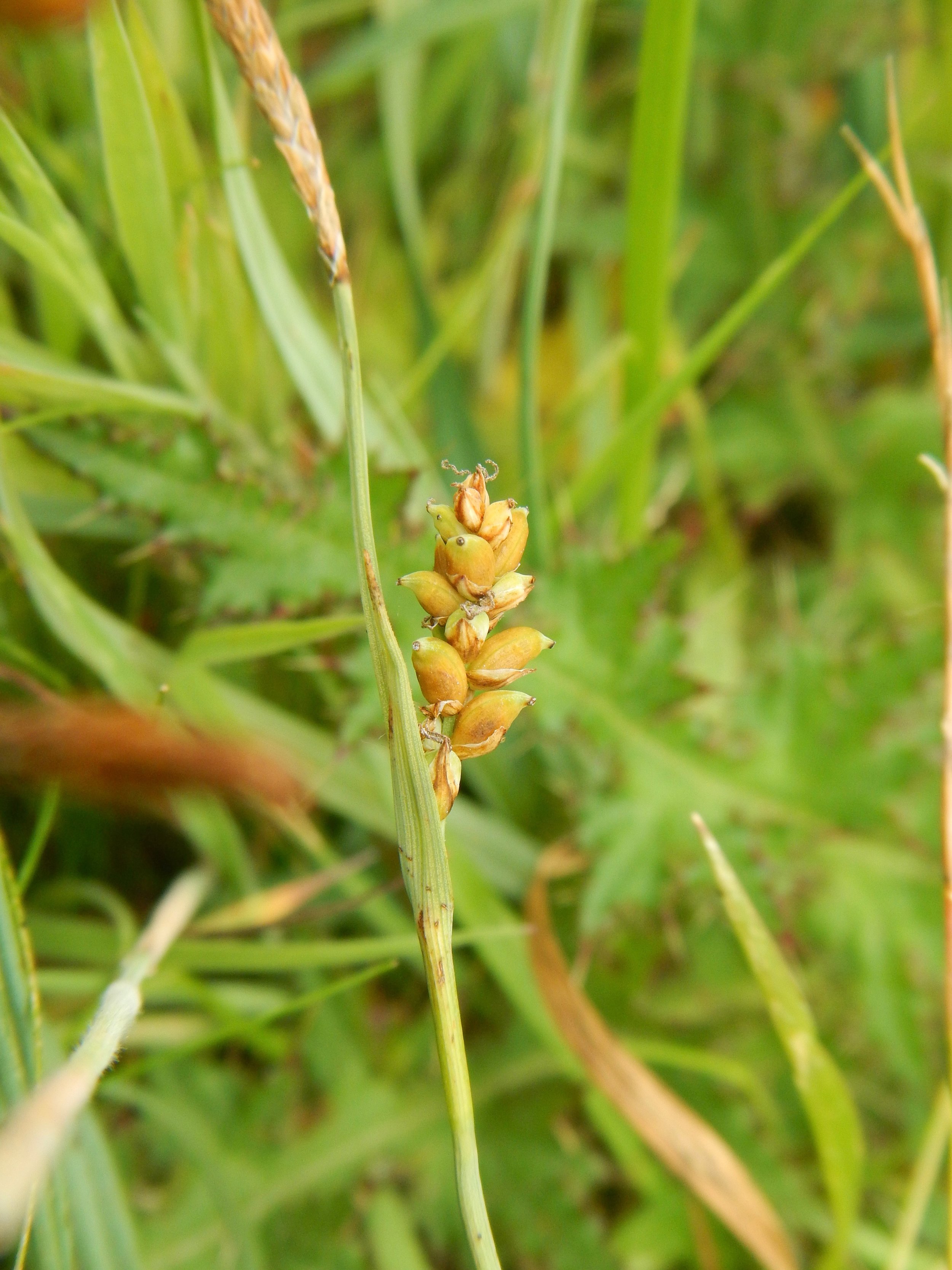 Carex panicea NS9335 21July2018 PW