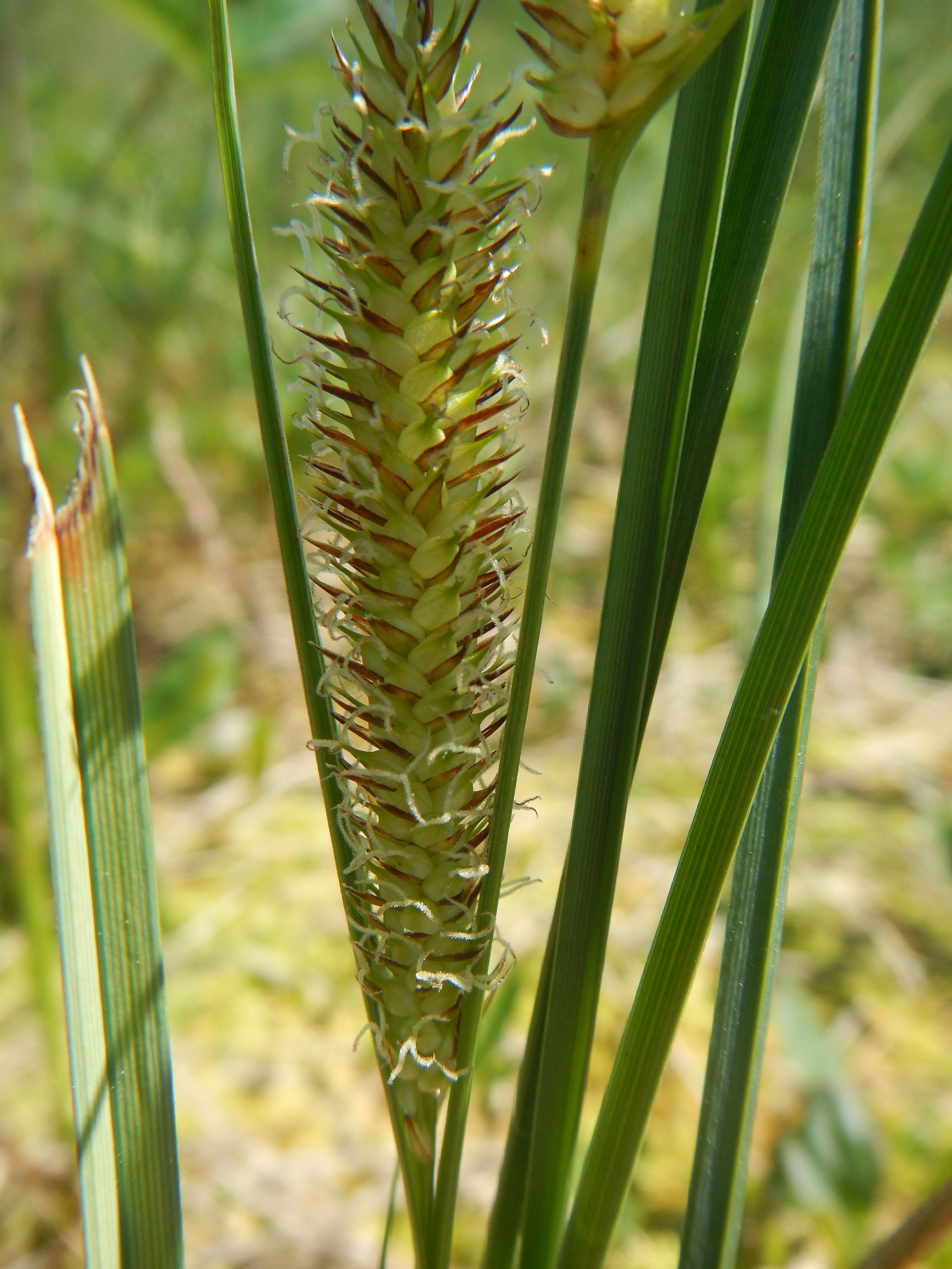 Carex rostrata NS9335 15Jul2018 PW