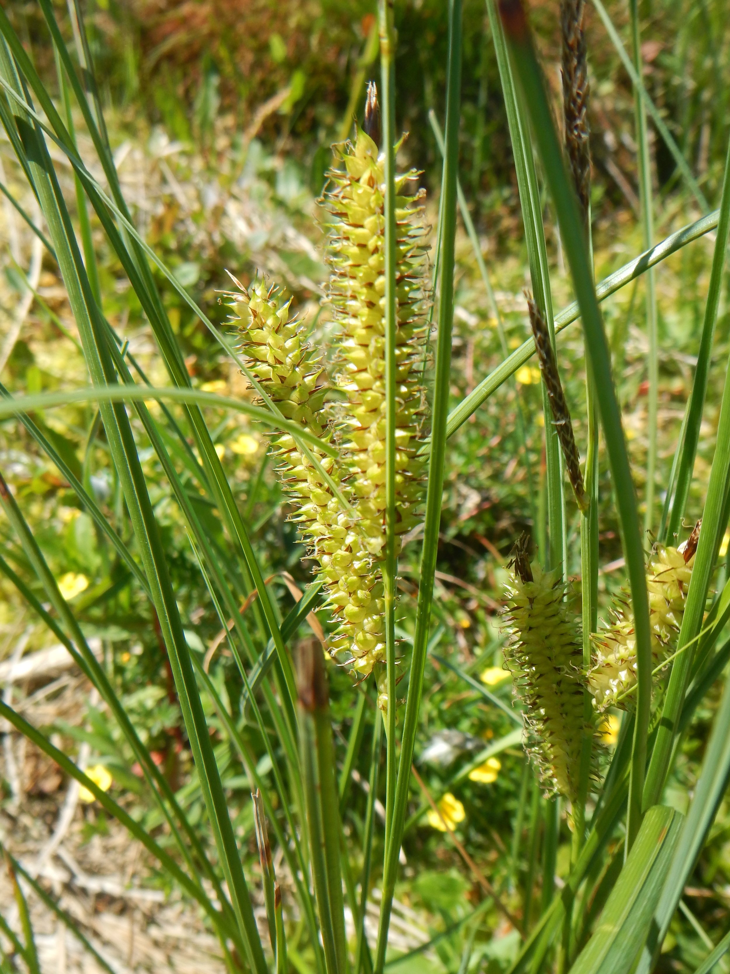 Carex rostrata NS9335 15Jul2018 PW