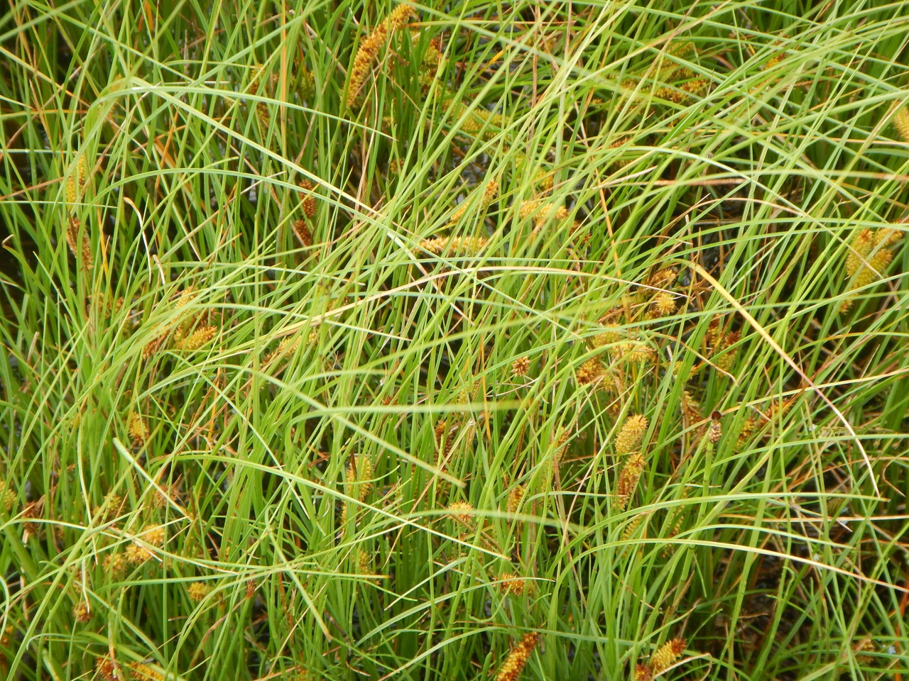 Carex rostrata NS9335 15Jul2018 PW