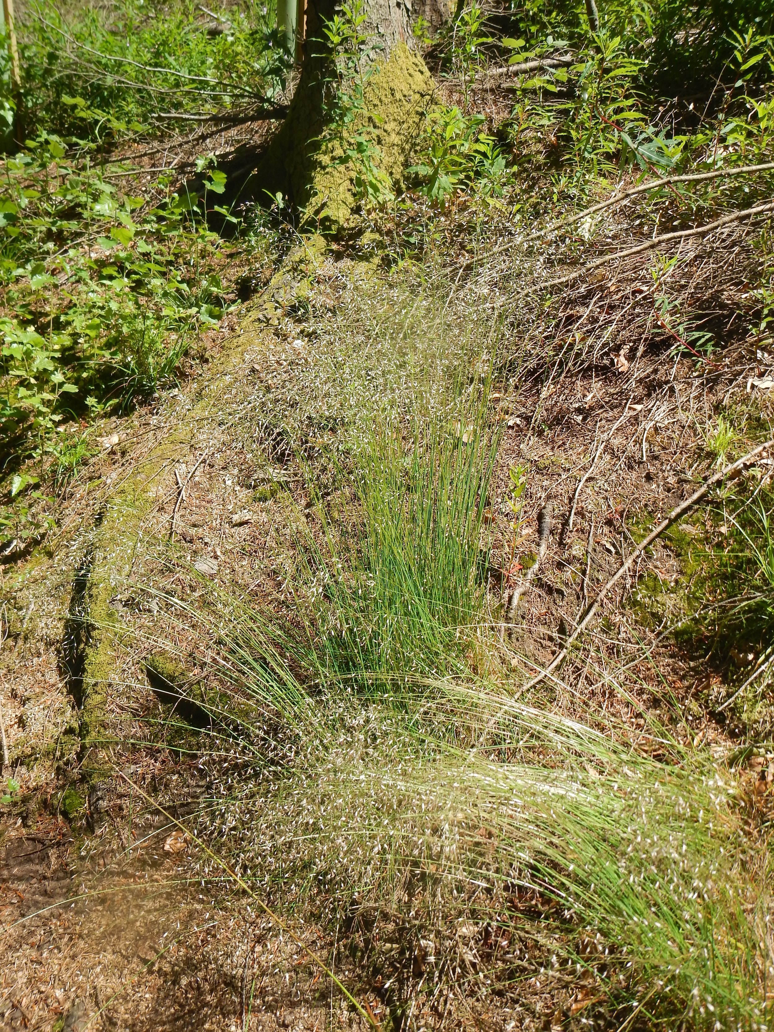 Deschampsia flexuosa NN8842 24June2018 P
