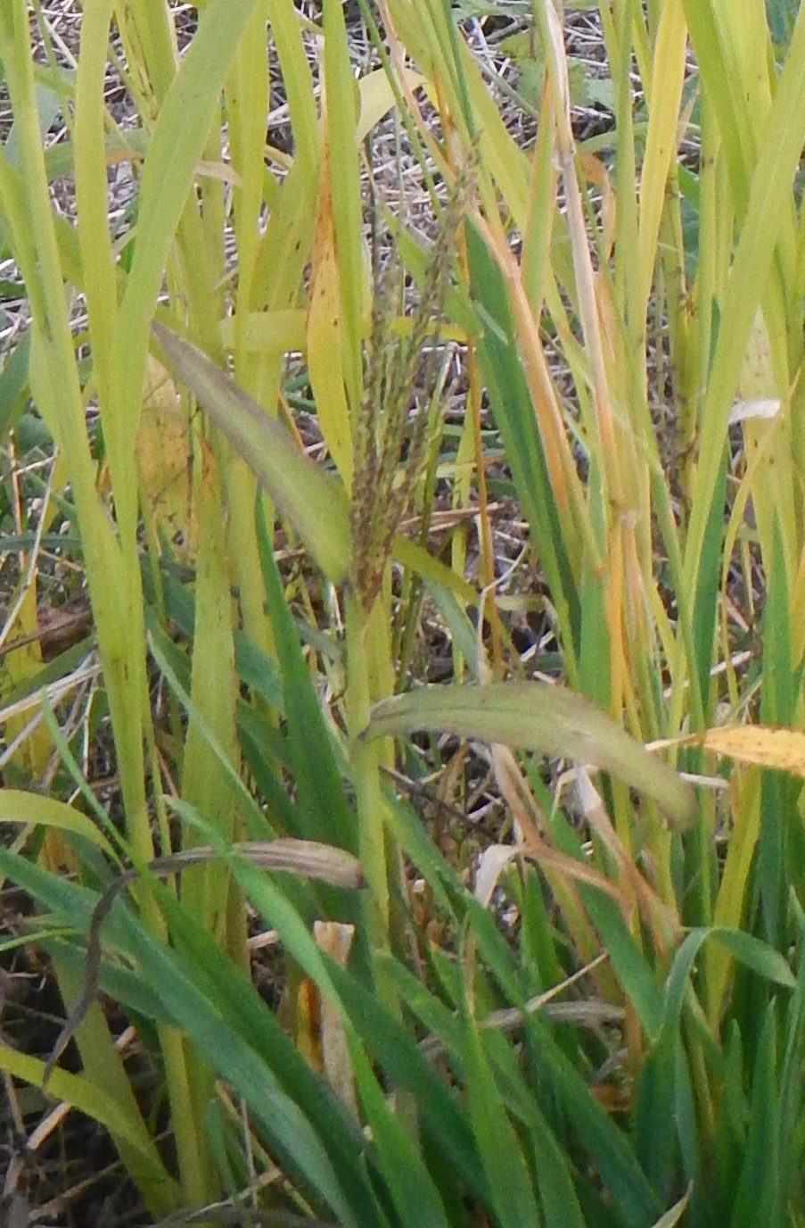   Digitaria sanguinalis NS5867 30Sep2018 PW  