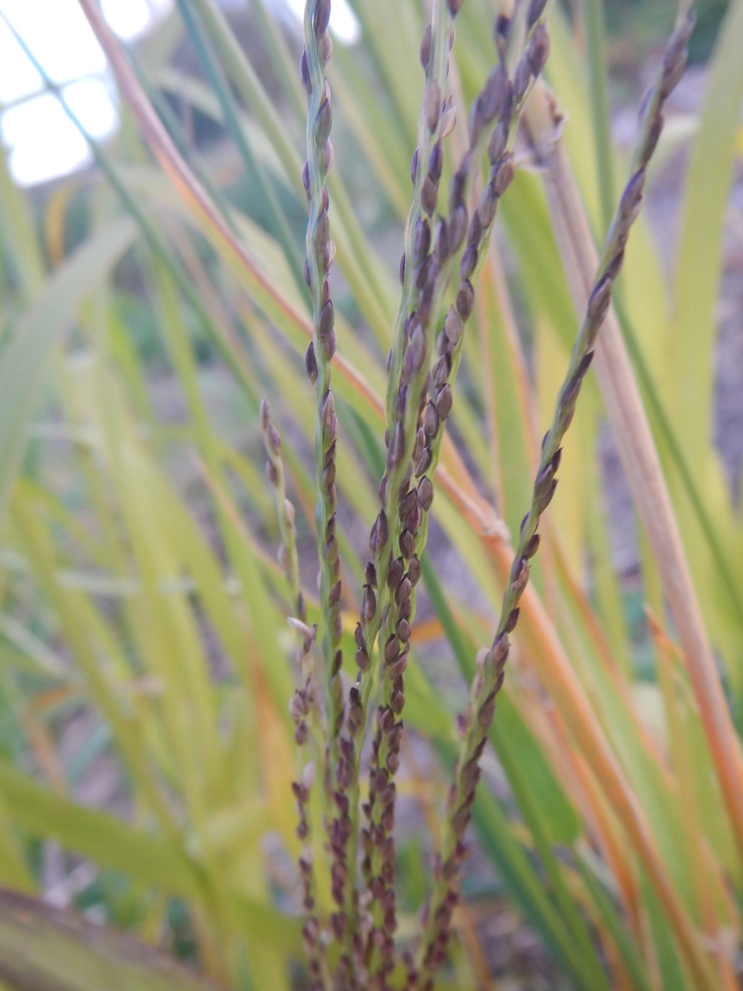   Digitaria sanguinalis NS5867 30Sep2018 PW  
