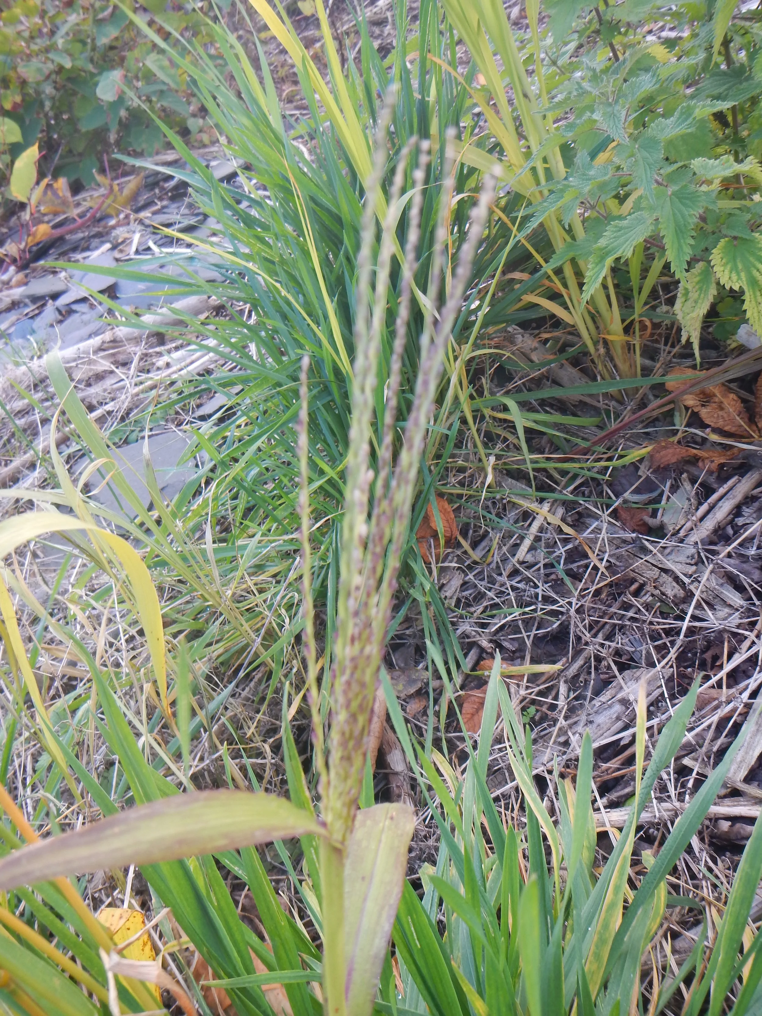   Digitaria sanguinalis NS5867 30Sep2018 PW  