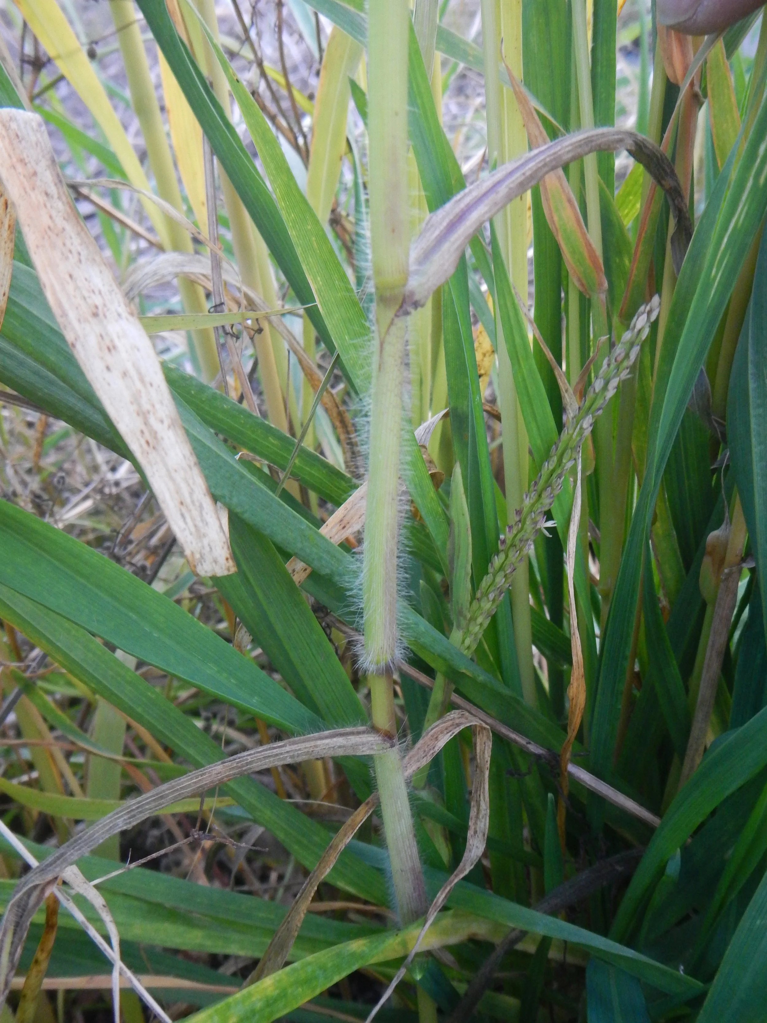   Digitaria sanguinalis NS5867 30Sep2018 PW  