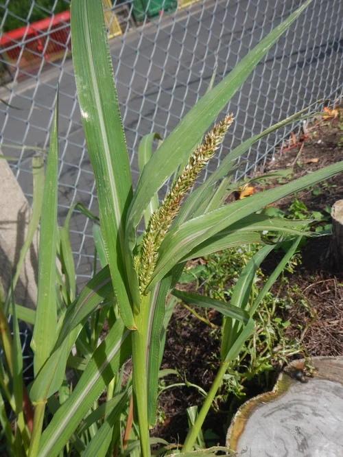 What Plants Grow from Bird Seed: Surprising Garden Wonders Revealed
