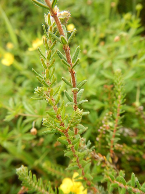 Bell heather, Erica cinerea and Ling, Calluna vulgaris at Devil's