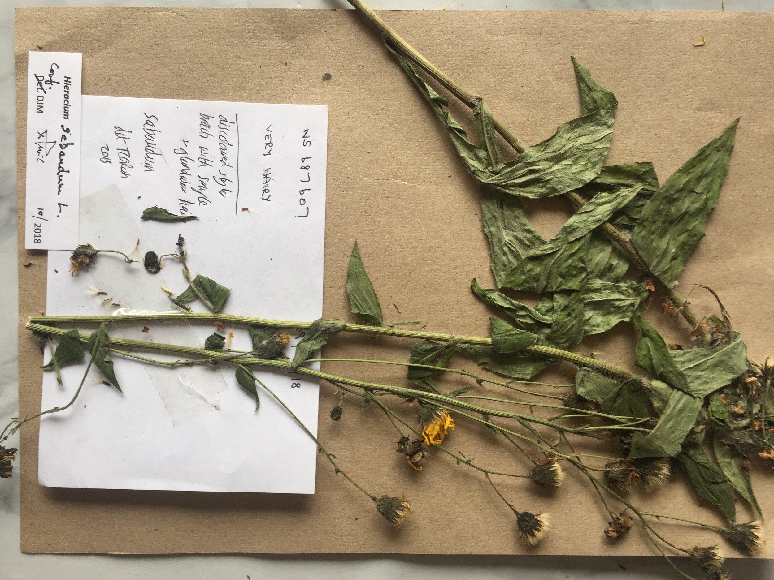   Hieracium sabaudum NS6860 09Sep2018 MP  