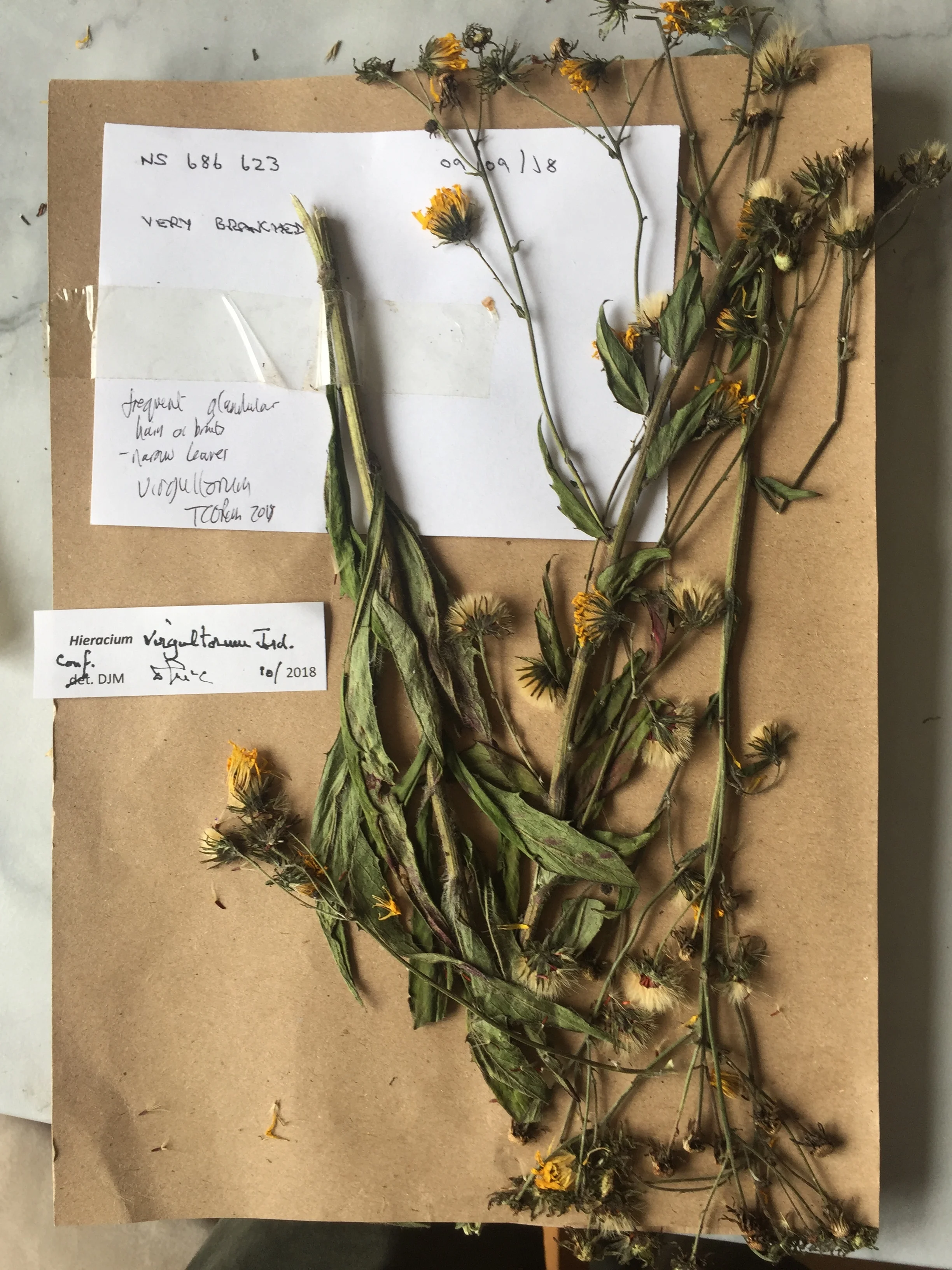  Hieracium virgultorum NS6862 09Sep2018 MP  