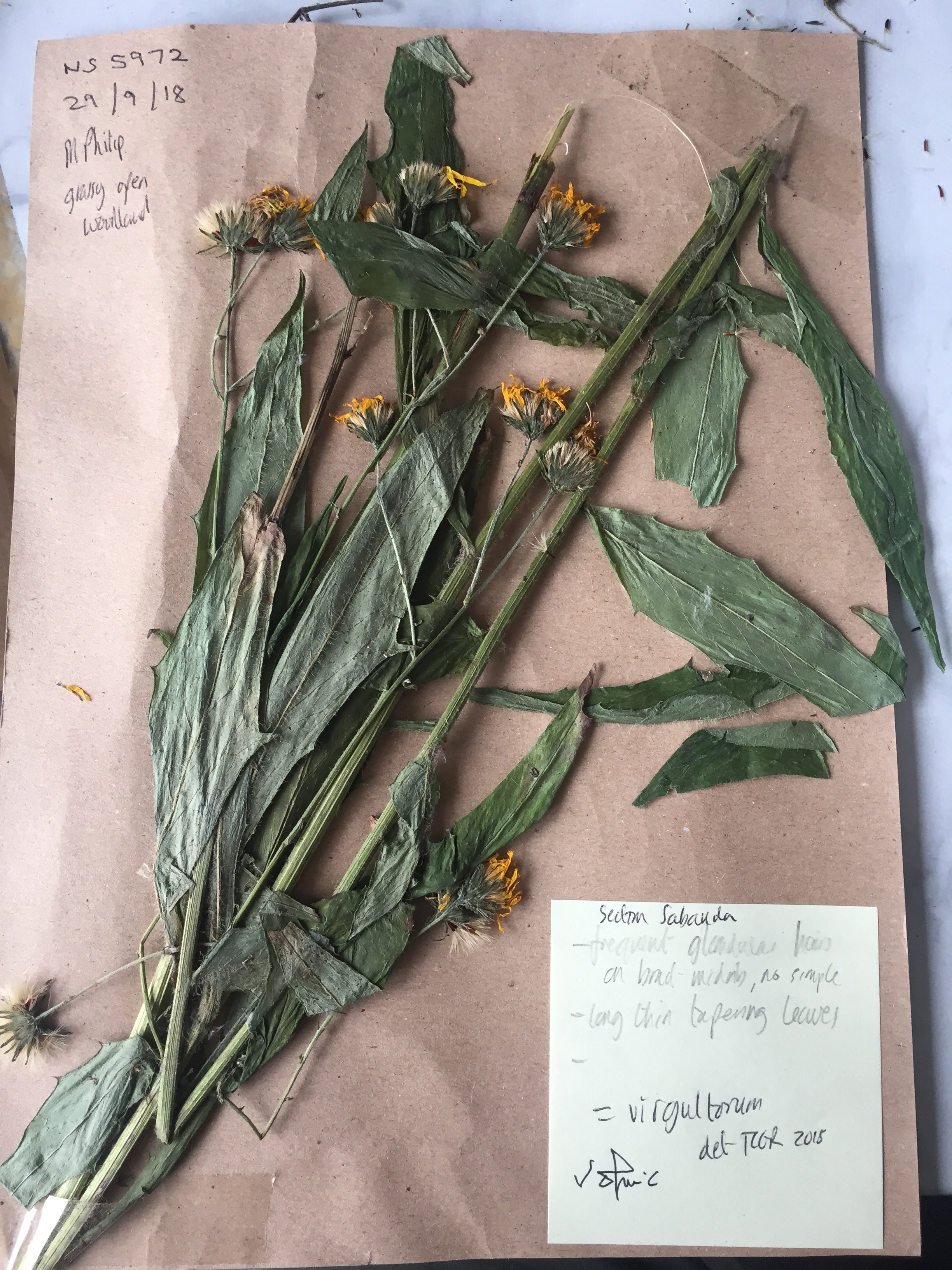   Hieracium virgultorum NS5972 29Sep2018 MP  