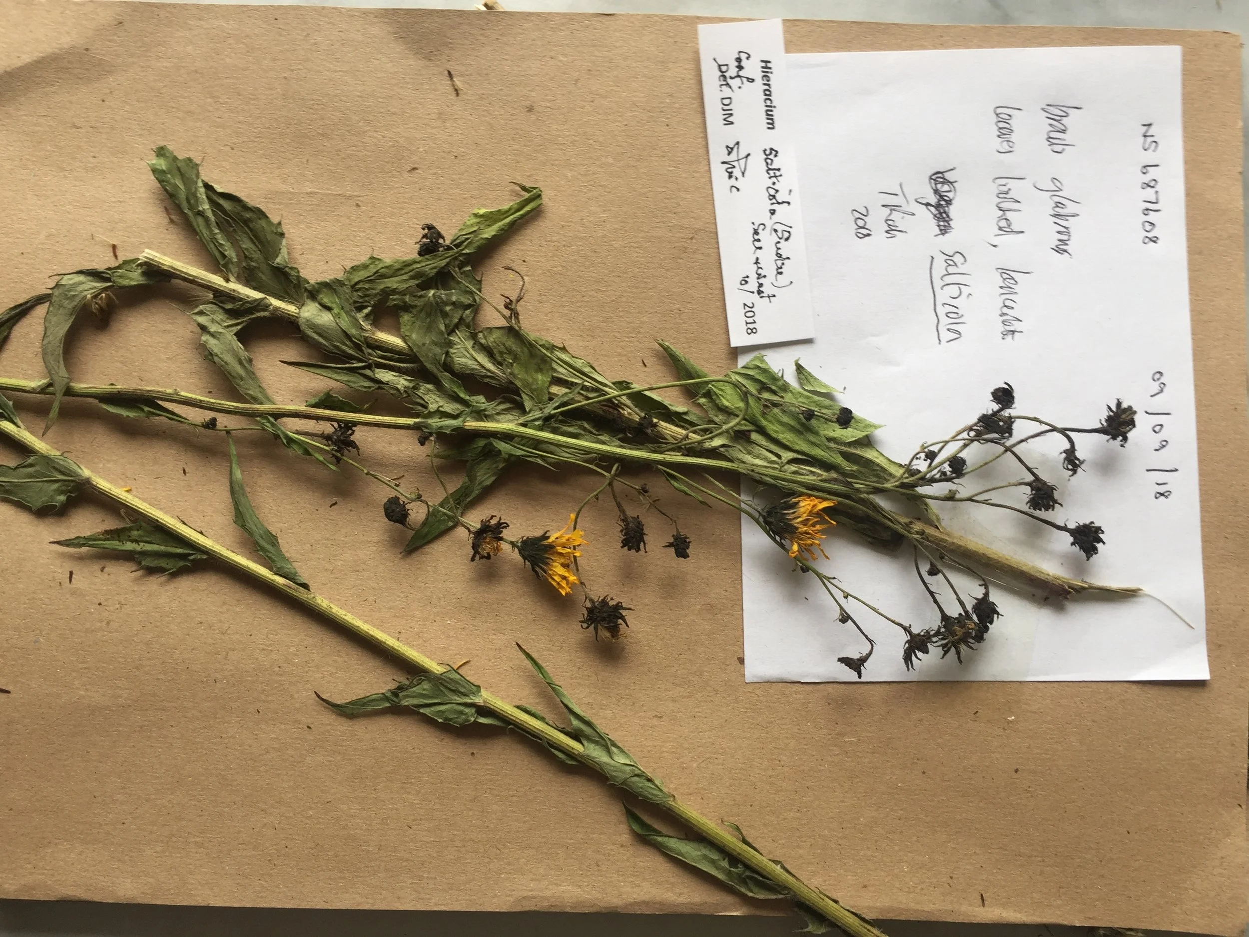   Hieracium salticola NS6860 09Sep2018 MP  