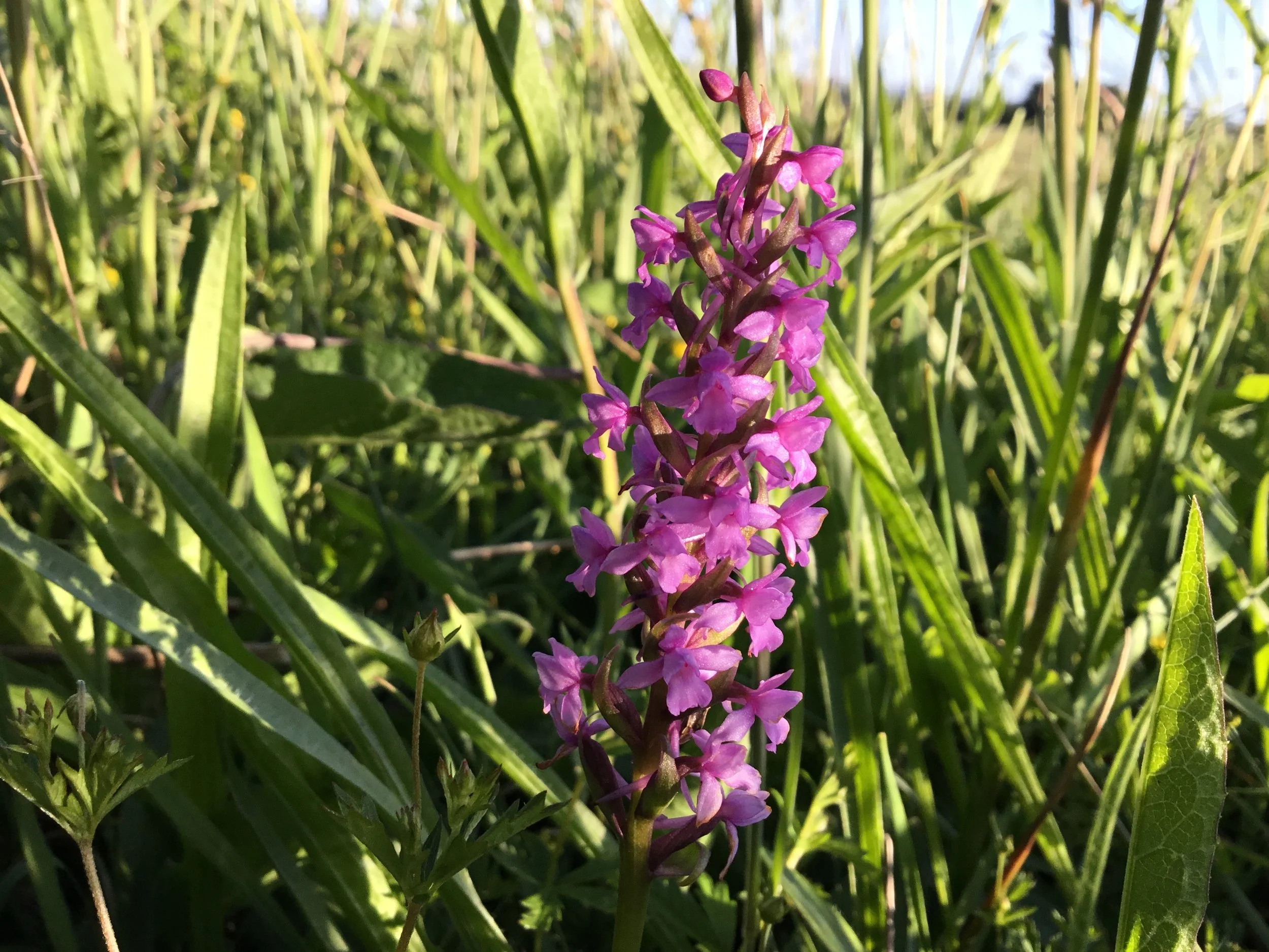   Gymnadenia conopsea s.l. NS8746 23June2018 FM  