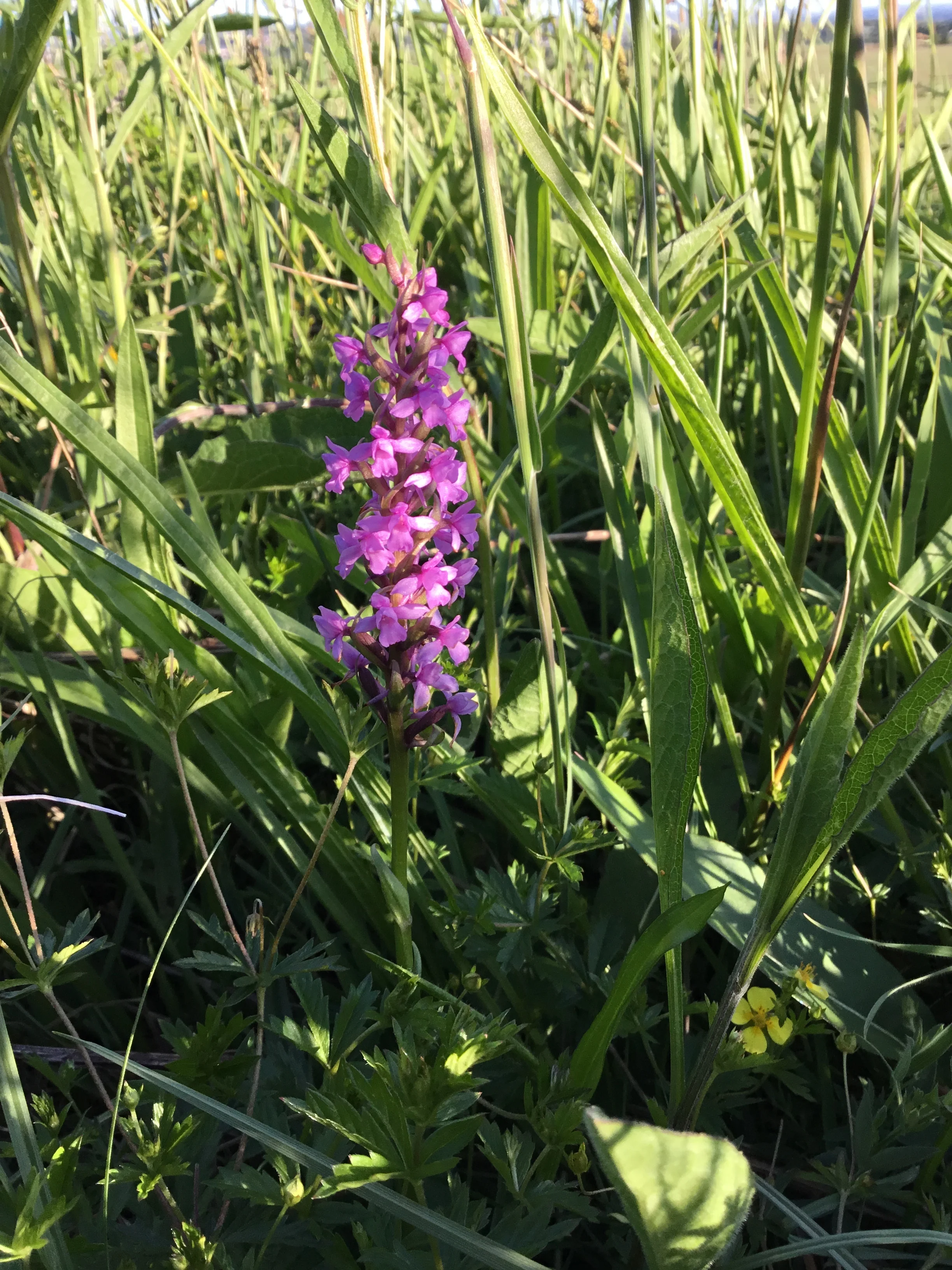   Gymnadenia conopsea s.l. NS8746 23June2018 FM  