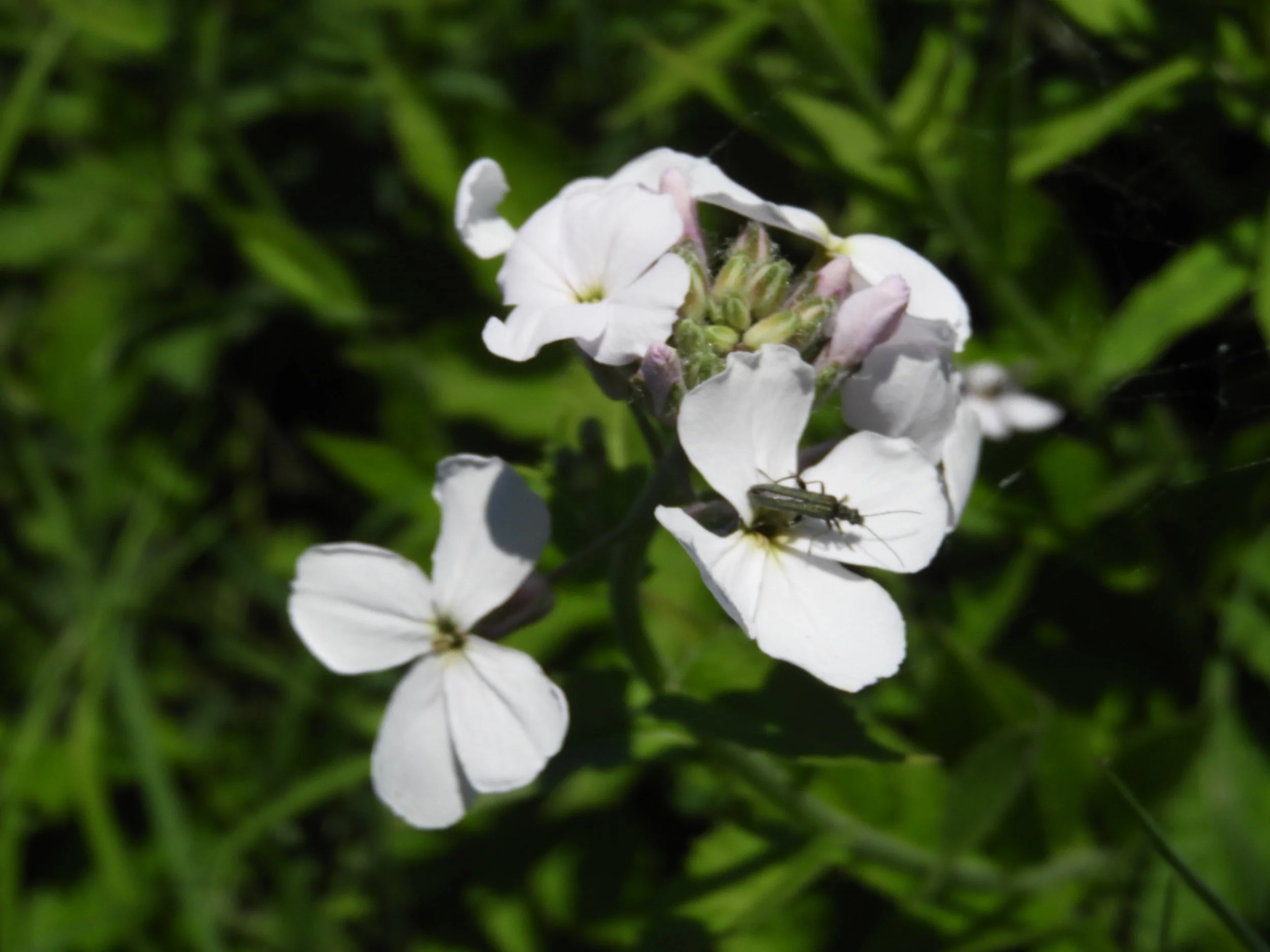   Hesperis matronalis NS8761 6June2018 PW  