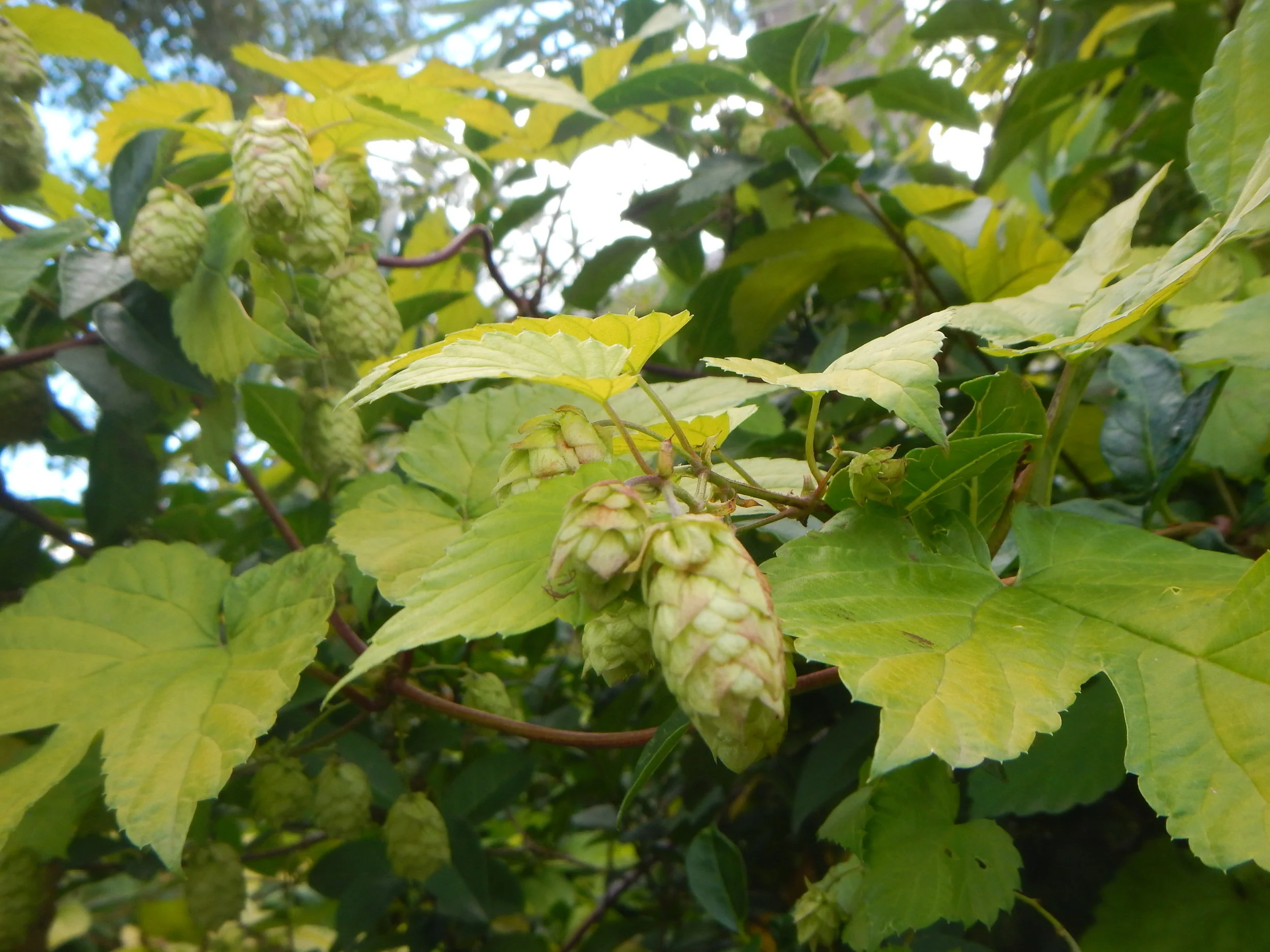   Humulus lupulus NS 8543 23Sep2018 PW  
