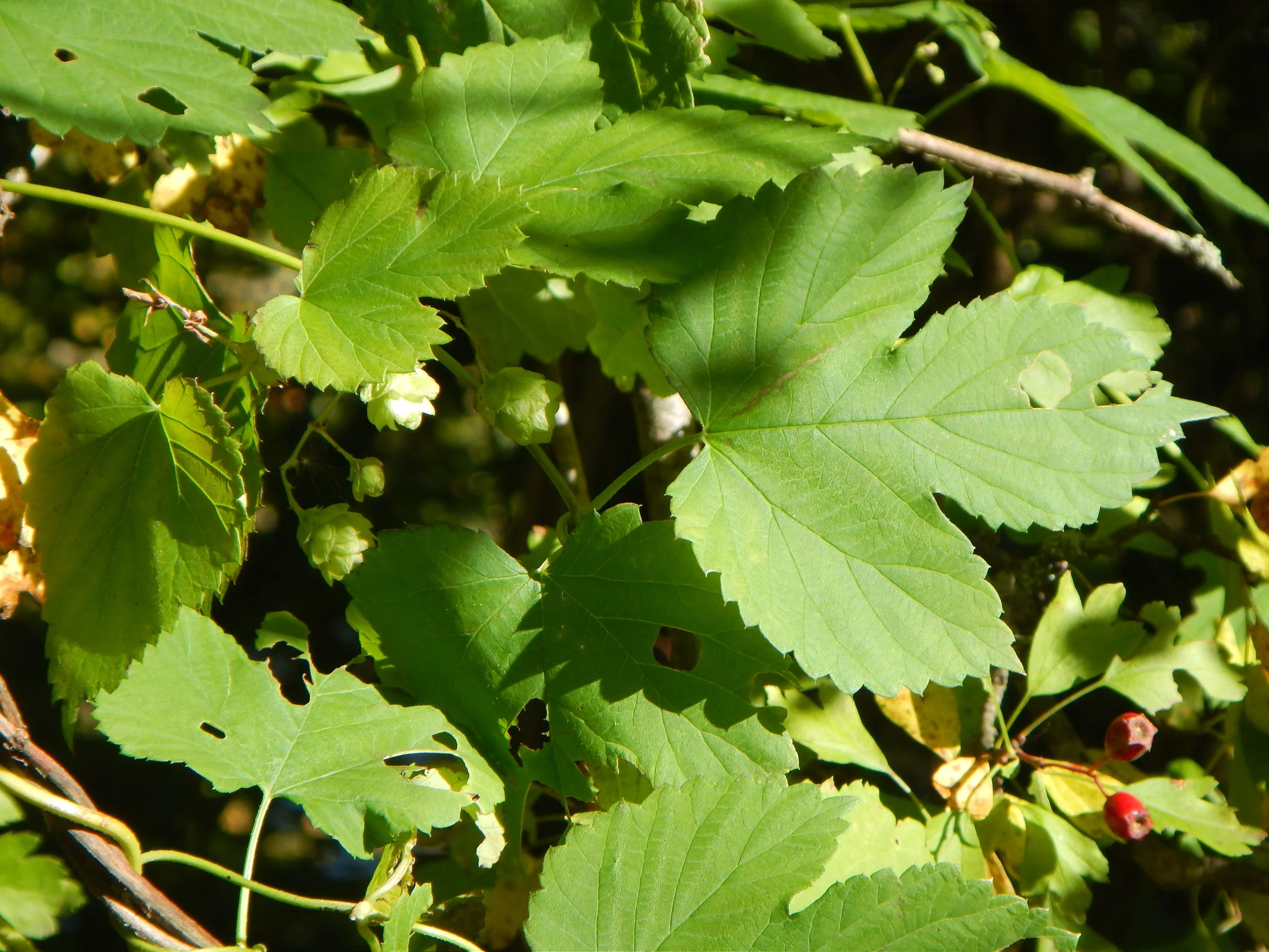  Humulus lupulus NS 8543 23Sep2018 PW  