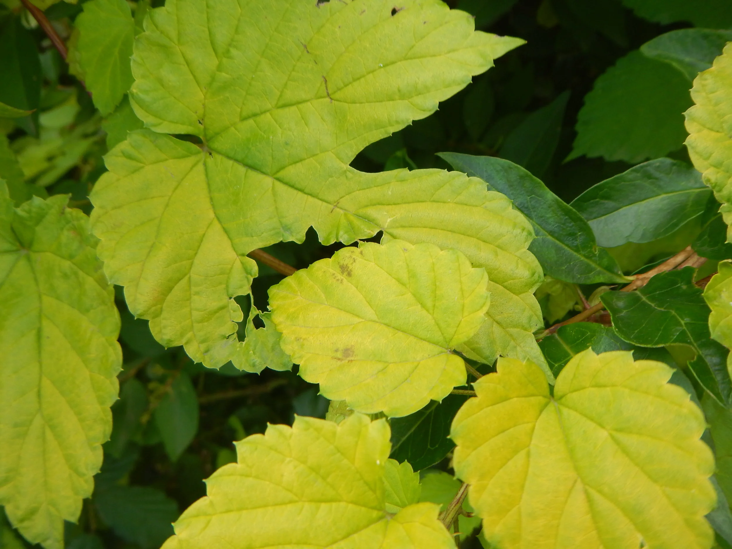   Humulus lupulus NS 8543 23Sep2018 PW  