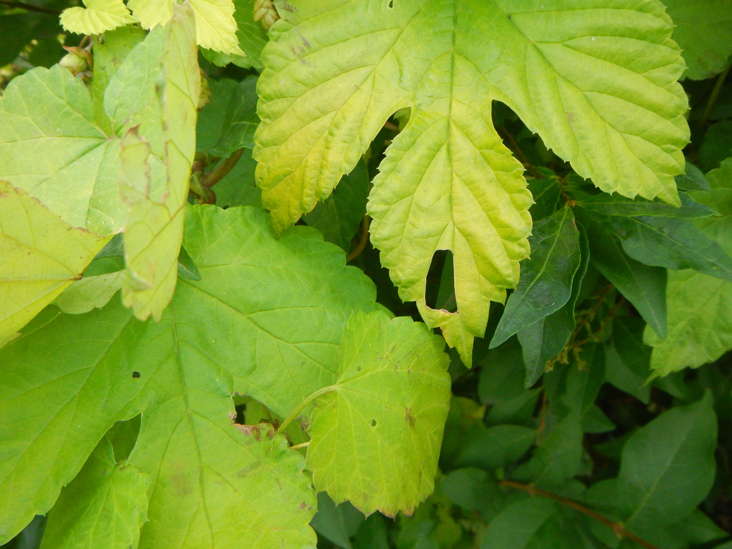   Humulus lupulus NS 8543 23Sep2018 PW  