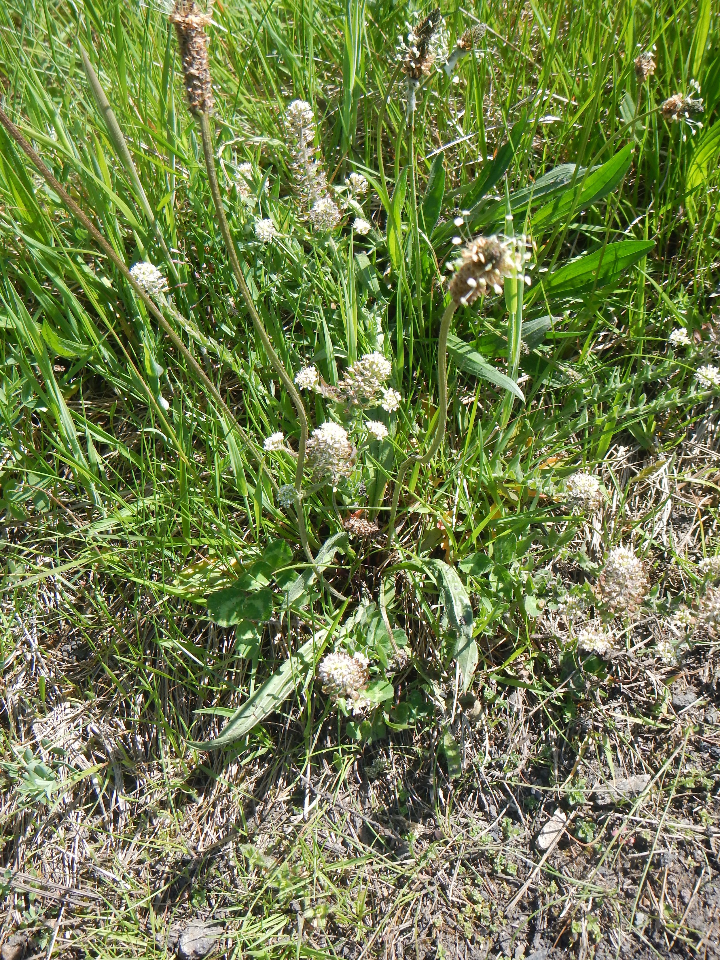 Lepidium heterophyllum NS8761 6June2018 PW