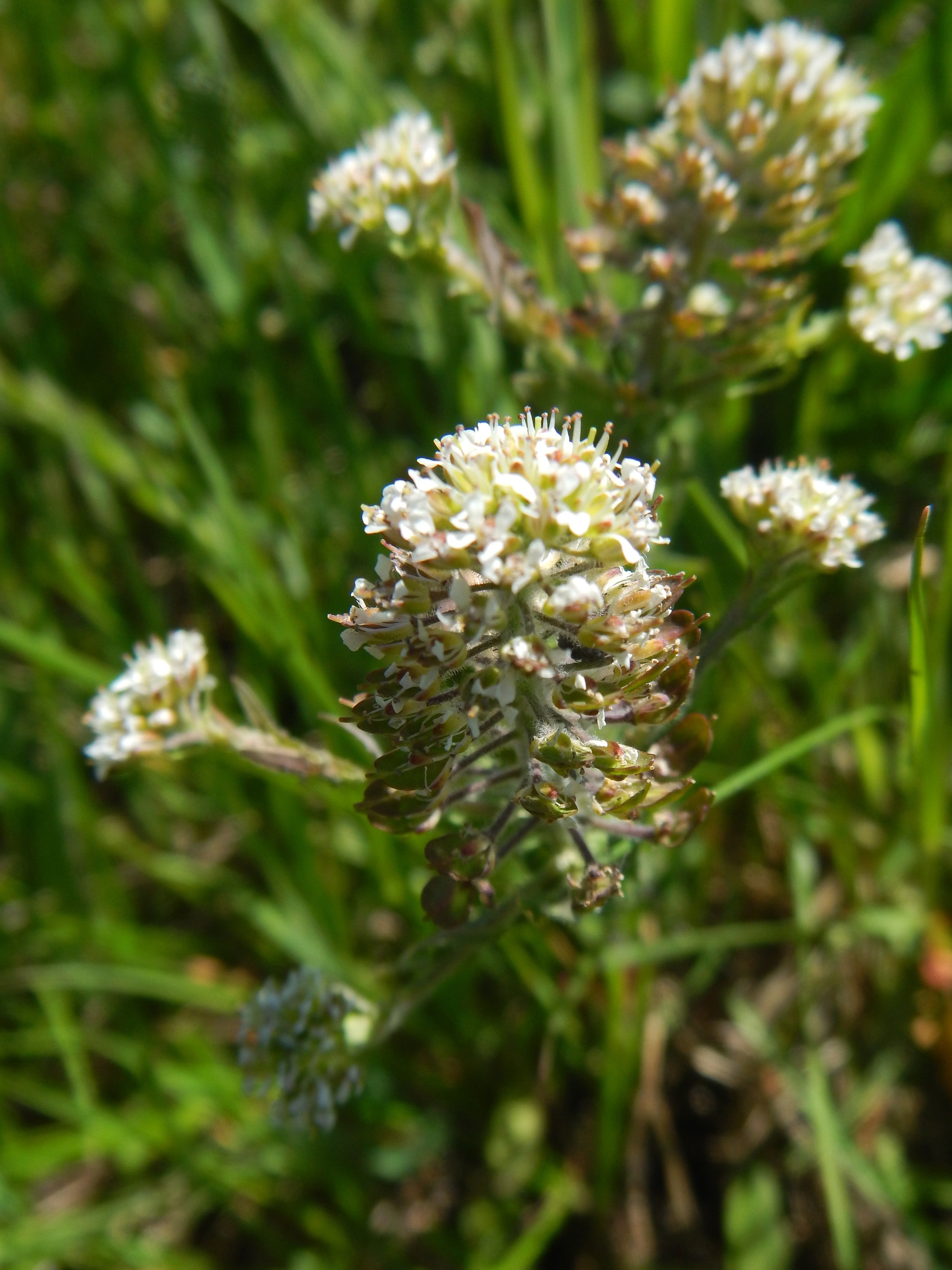 Lepidium heterophyllum NS8761 6June2018 PW