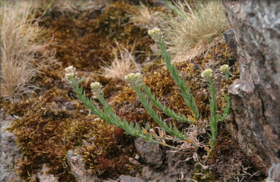 Lepidium heterophyllum NS9937 8Jun2009 JH
