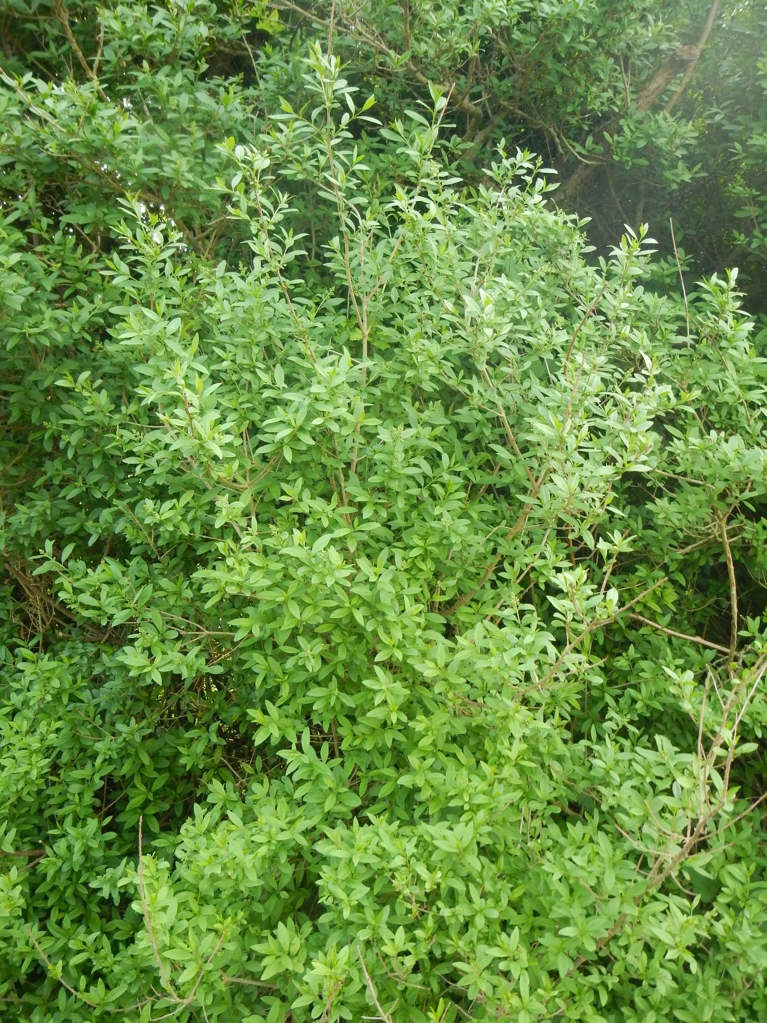 Ligustrum species - Privets  BSBI VC77