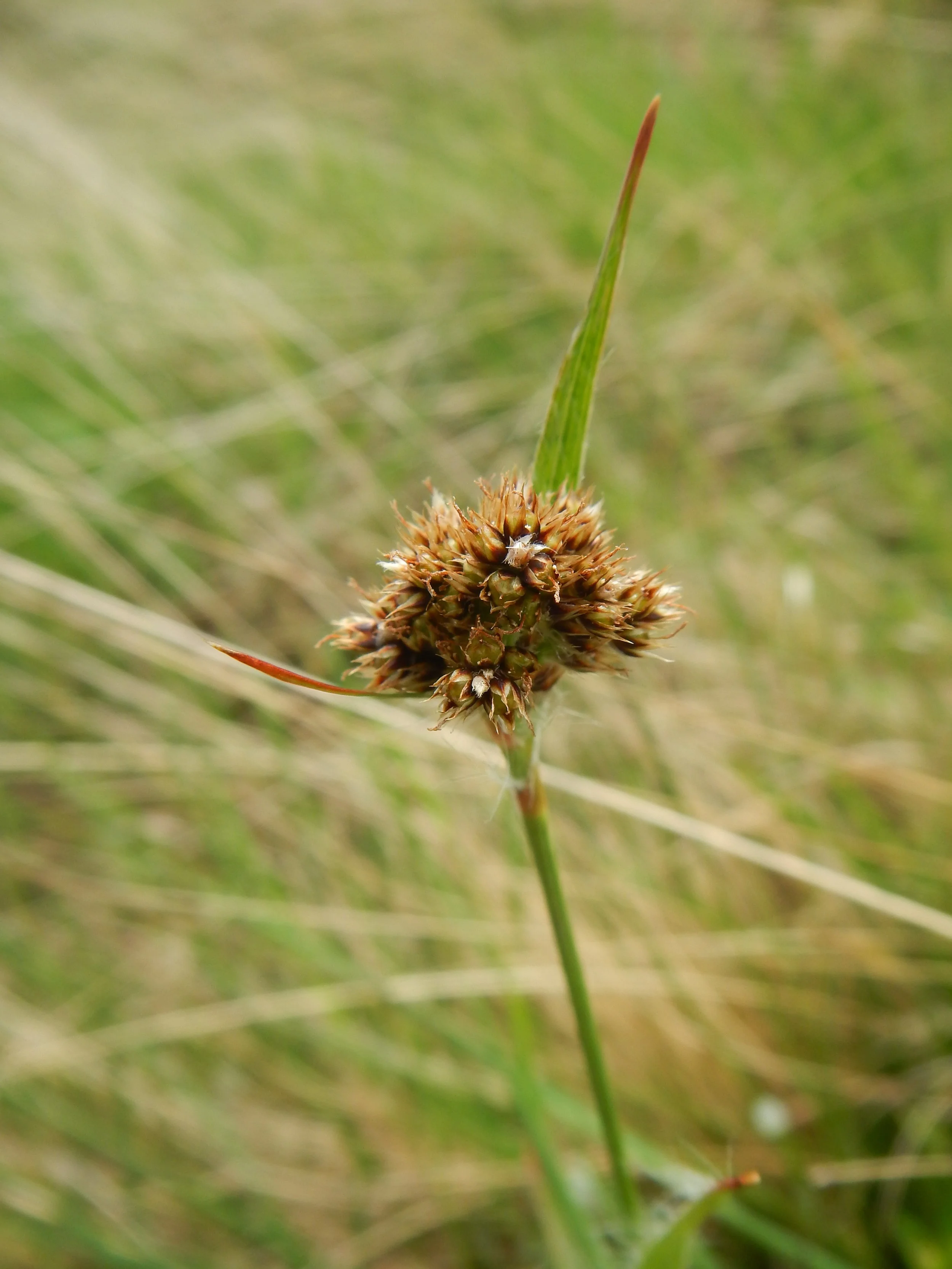   Luzula multiflora ssp. congesta 28May2017 NS8267 PW  