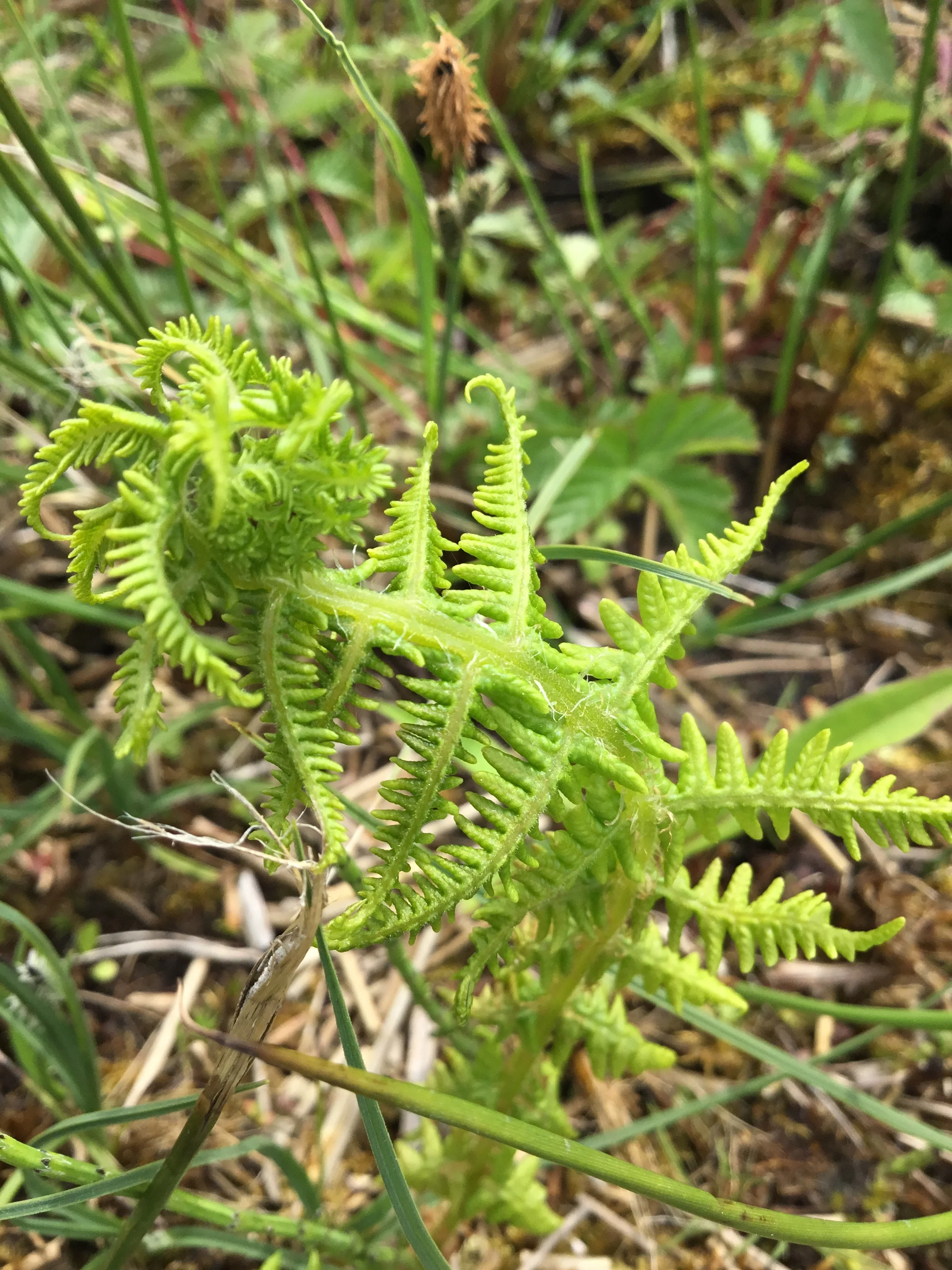  Oreopteris limbosperma NS6466 21May2018 FM  