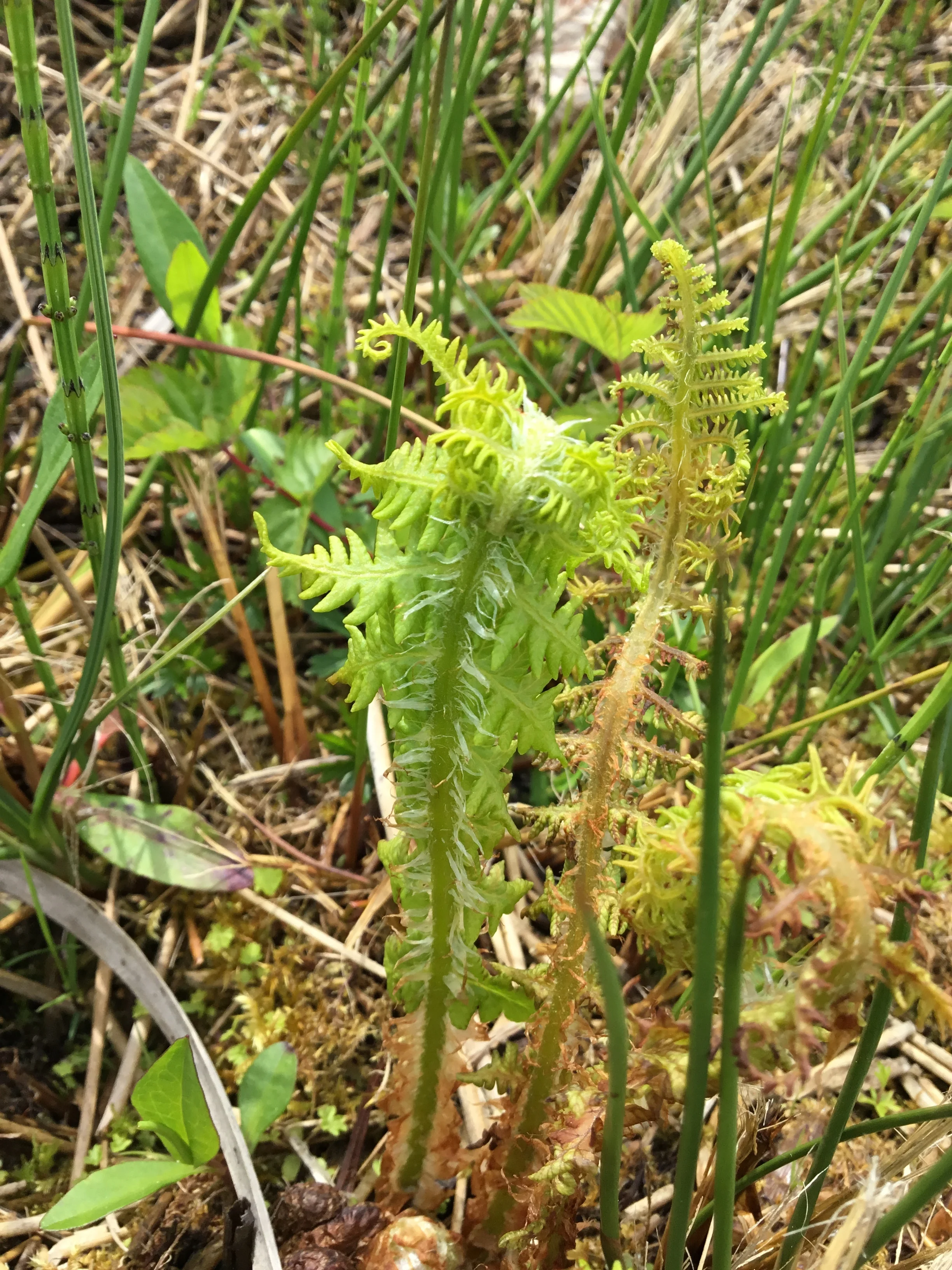   Oreopteris limbosperma NS6466 21May2018 FM  