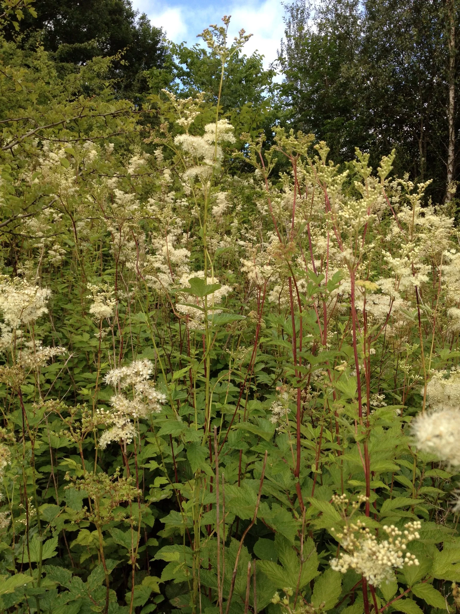 Filipendula ulmaria NS8942 24Jun2018 PW