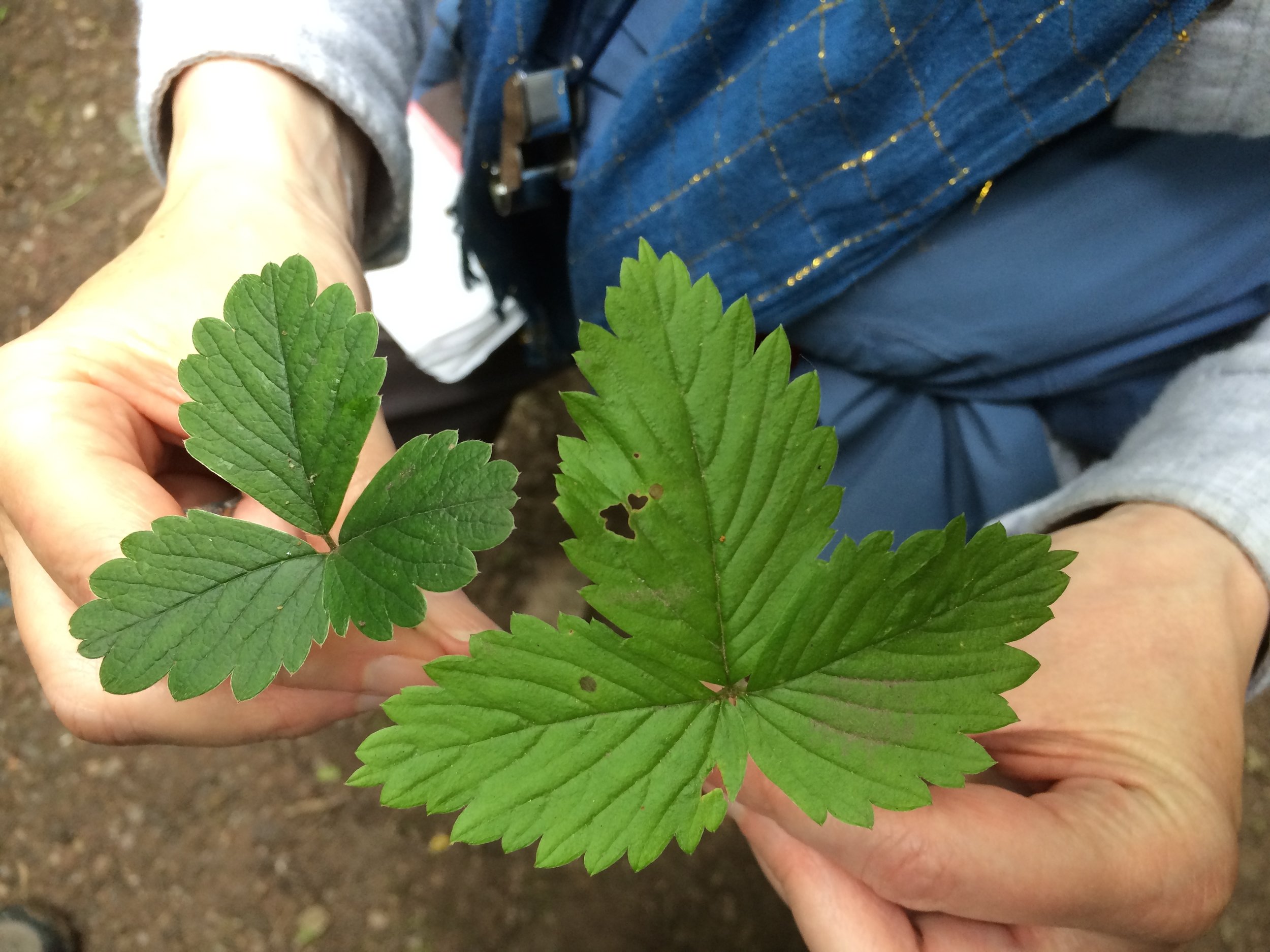 Showing clearly the differences between the leaves. Barren - The terminal tooth of the leaflet is shorter than those on either side and the leaf is dull. Strawberry - clearly longer final tooth and the leaves are glossy. Fragaria vesca NS6