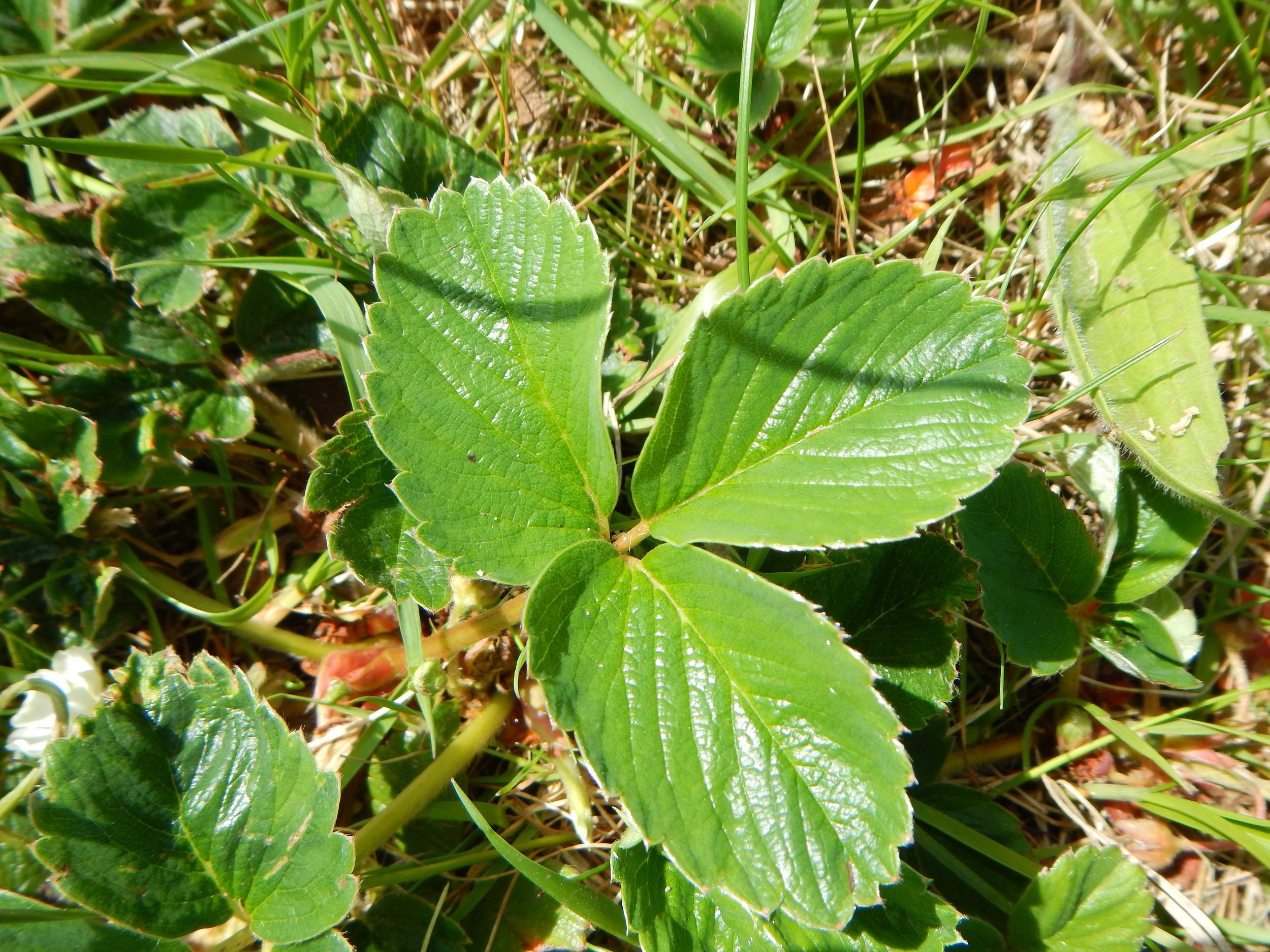 The leaves are shiny. Fragaria vesca NS6156 6July2013 PW