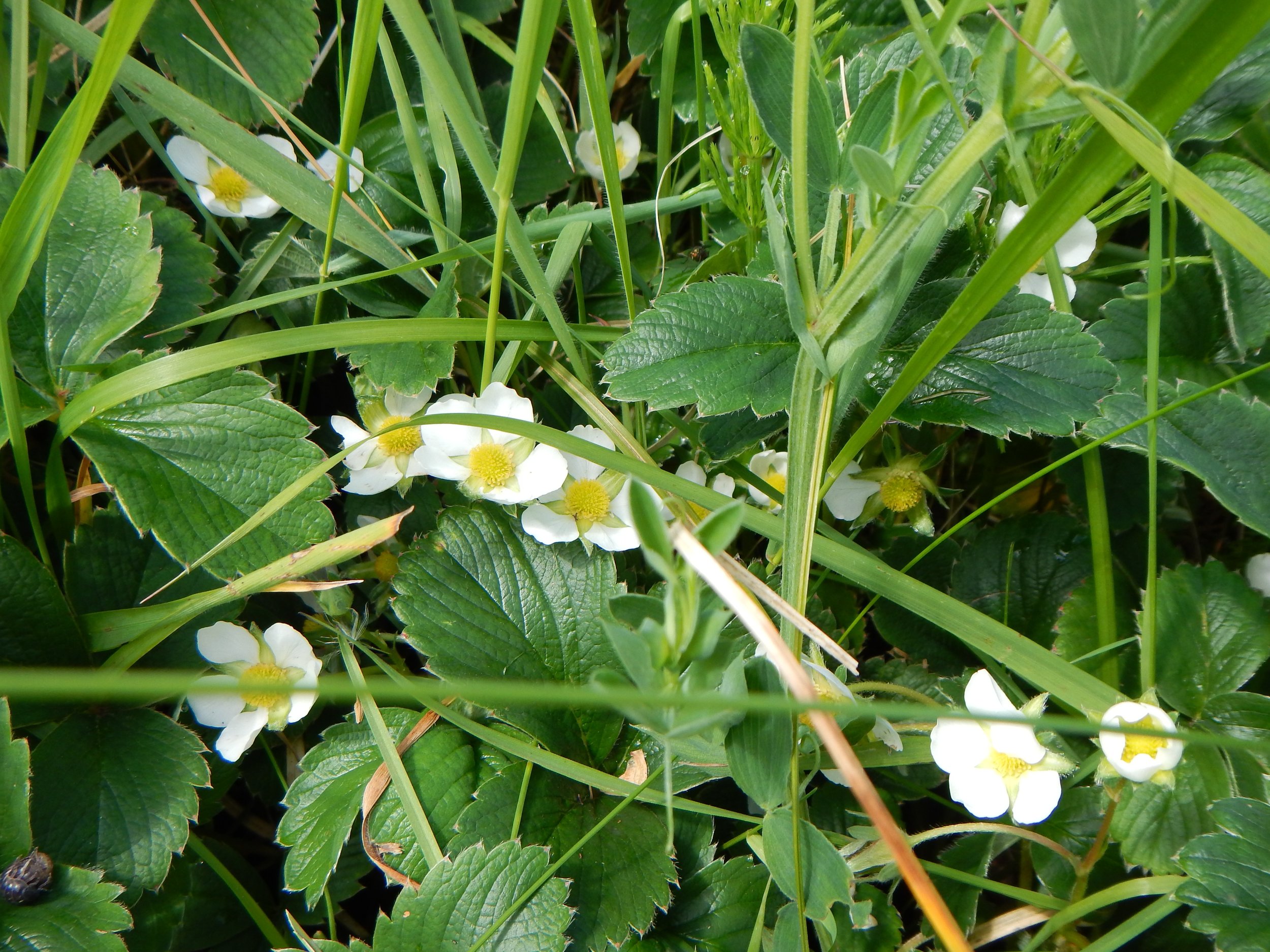Fragaria vesca NS6156 6July2013 PW