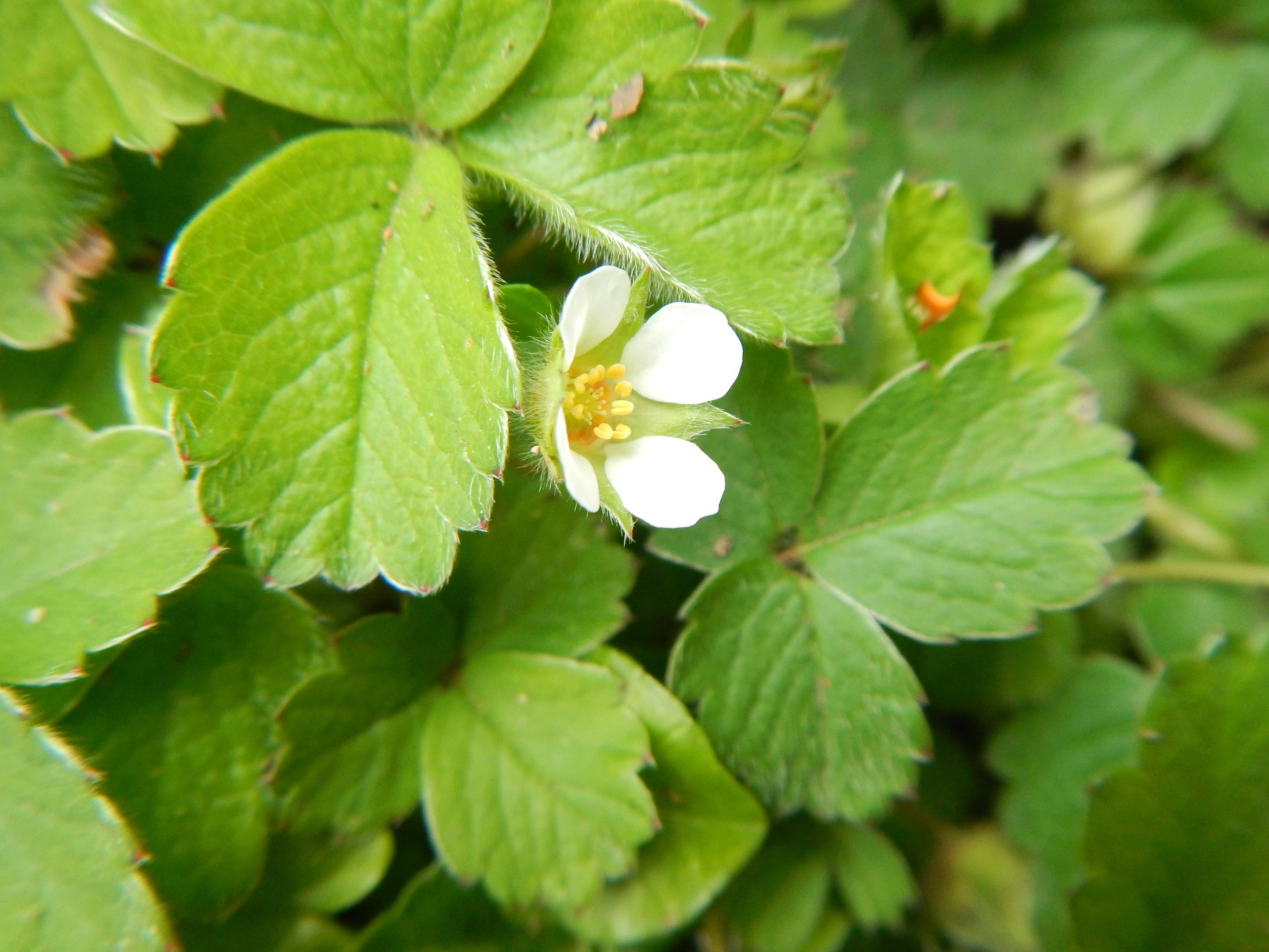 This shows the crucial features: - The sepals are visible between the petals, - the leaves are dull, and - the final tooth is shorter than the two on either side. Potentilla sterilis NT0127 14Jun2016 PW