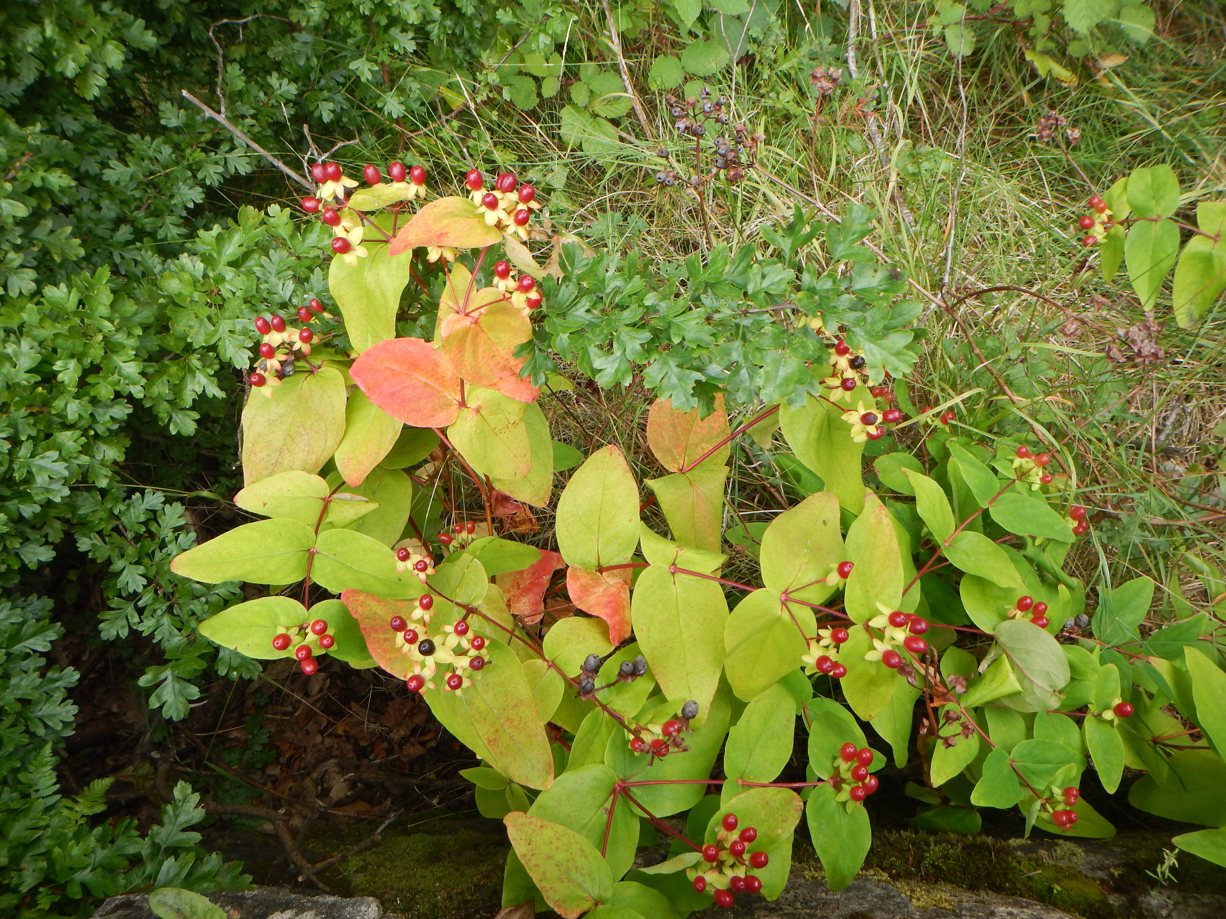   Hypericum androsaemum NS5563 5Aug2017 PW      