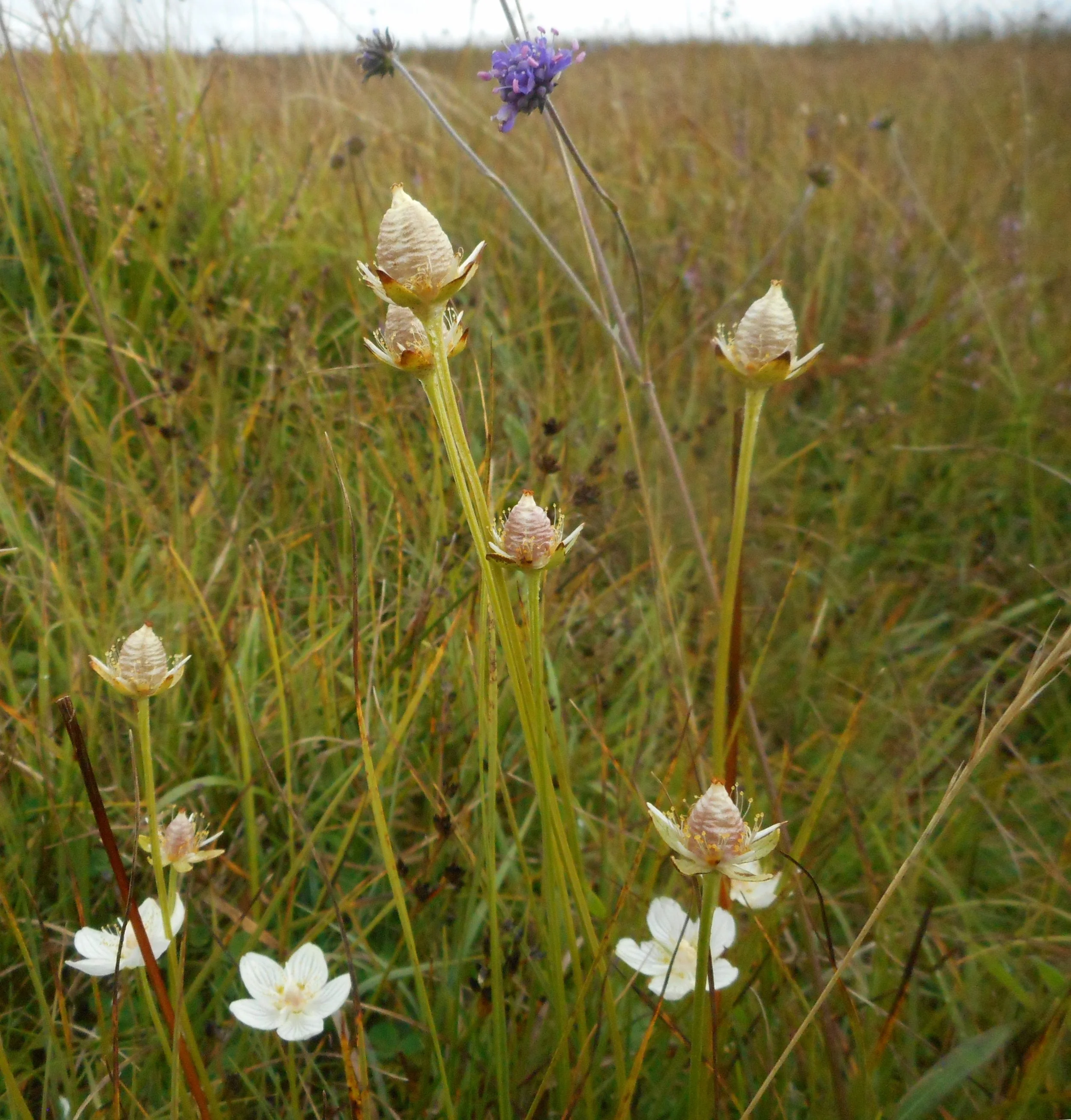  Showing the seed pods as well as flower.   Parnassia palustris NT0132 15Sept2018 HP  