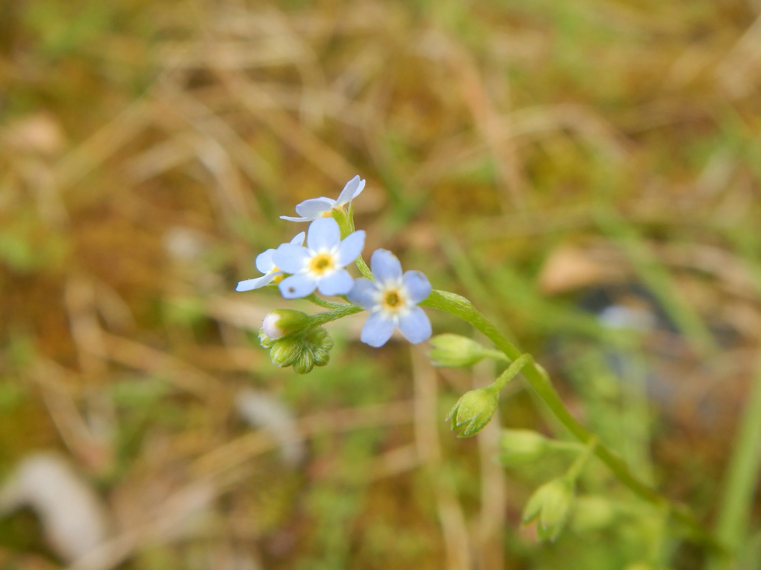   Myosotis scorpioides NS7965 14Jun2013 PW  