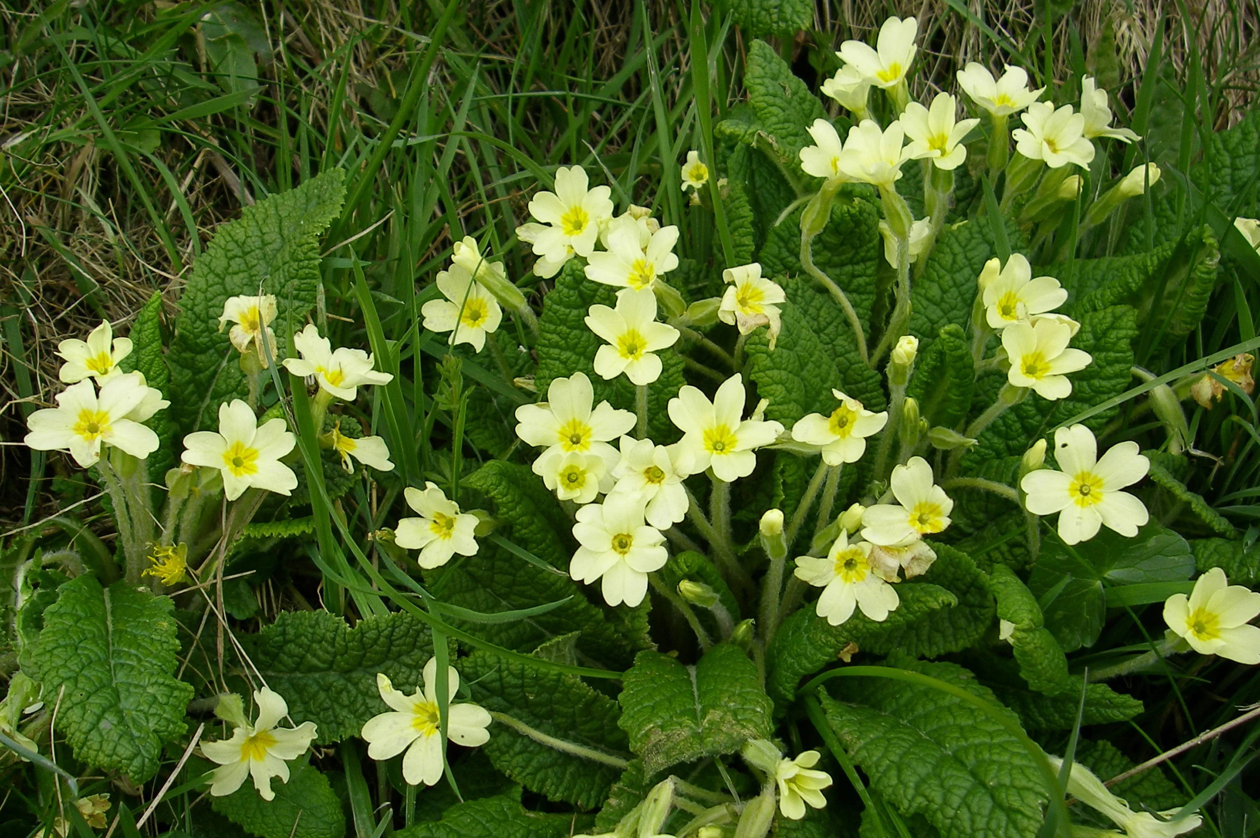  The shaggy-haired flower stems are clear.   Primula vulgaris NS7042 20Apr09 MJP  
